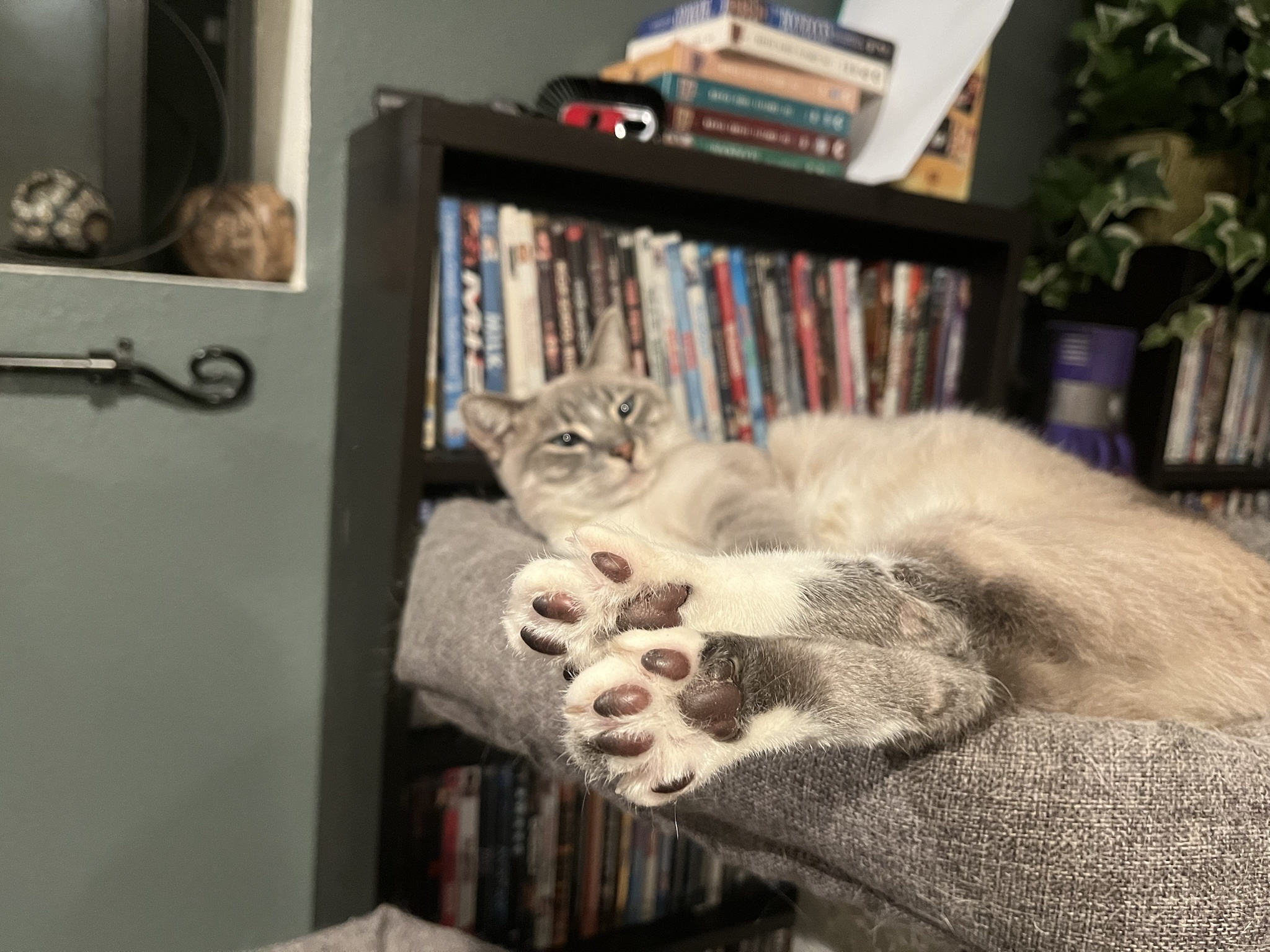 Daily Dose of Cuteness: Ivy the Cat - Day 362