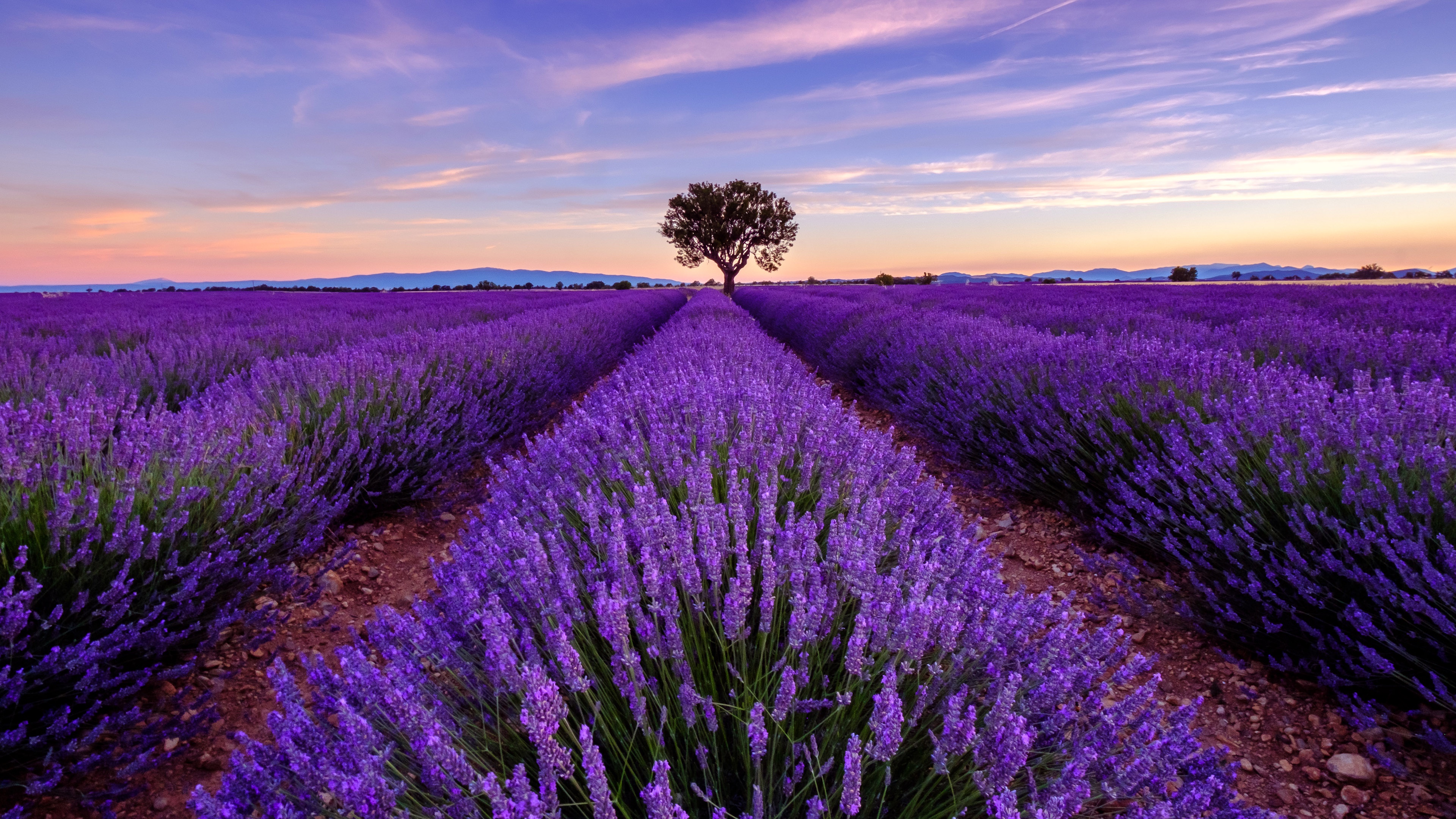 Embracing the beauty of lavender love.