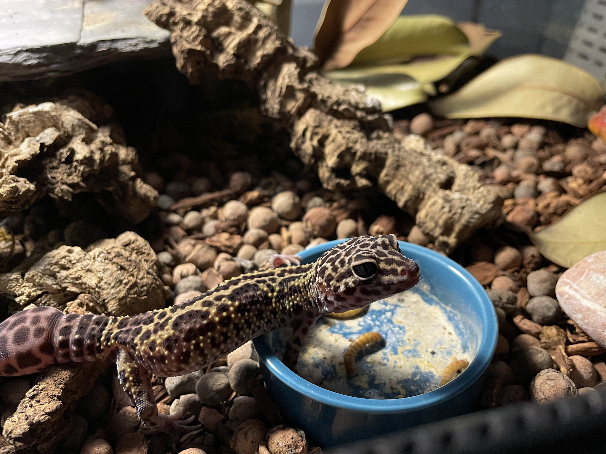 Meet Zabrak, the feisty little survivor who never stops talking!