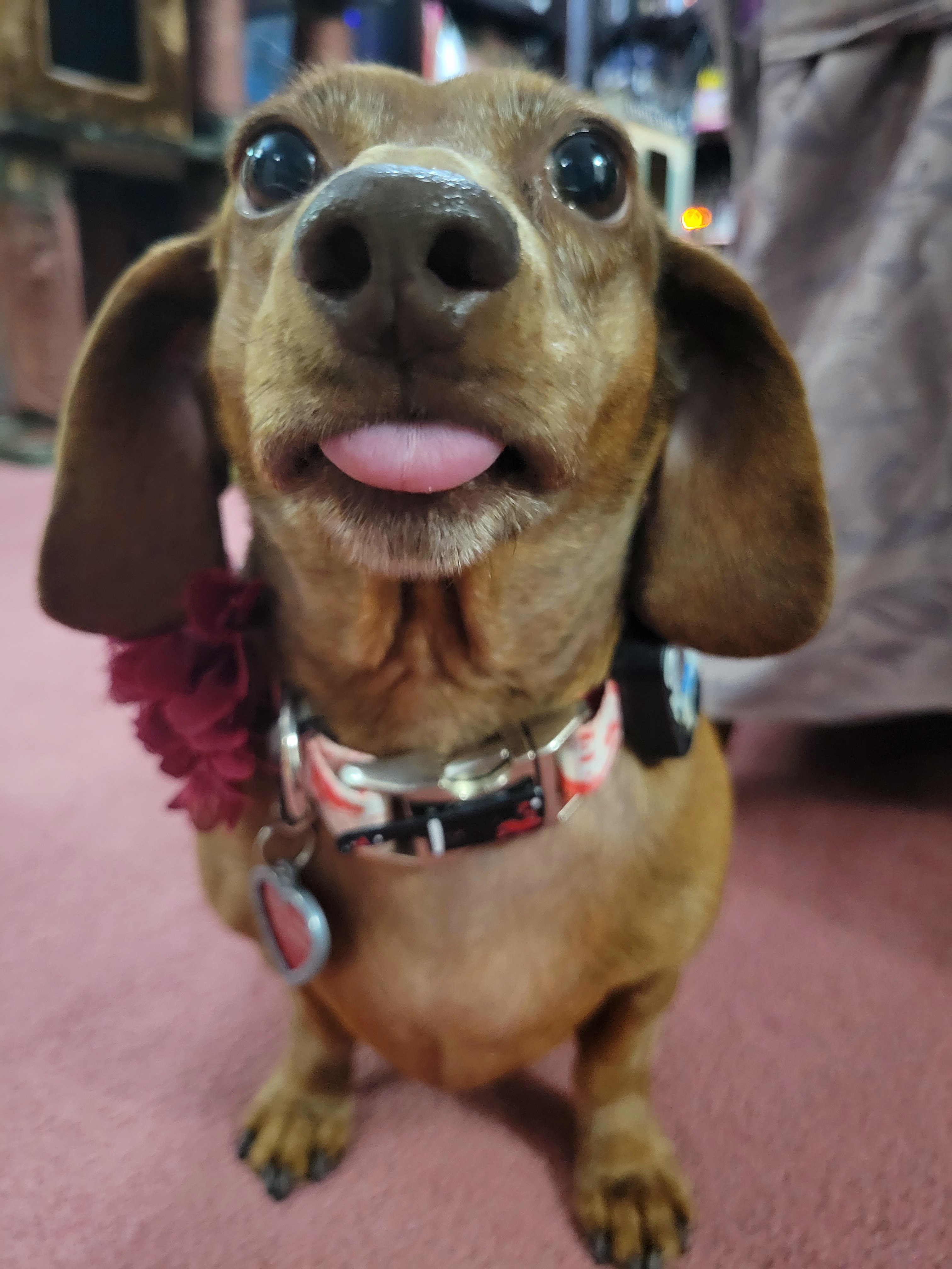 Meet My Adorable Pup, Tiger Lilly: A Snapshot of Joy #677