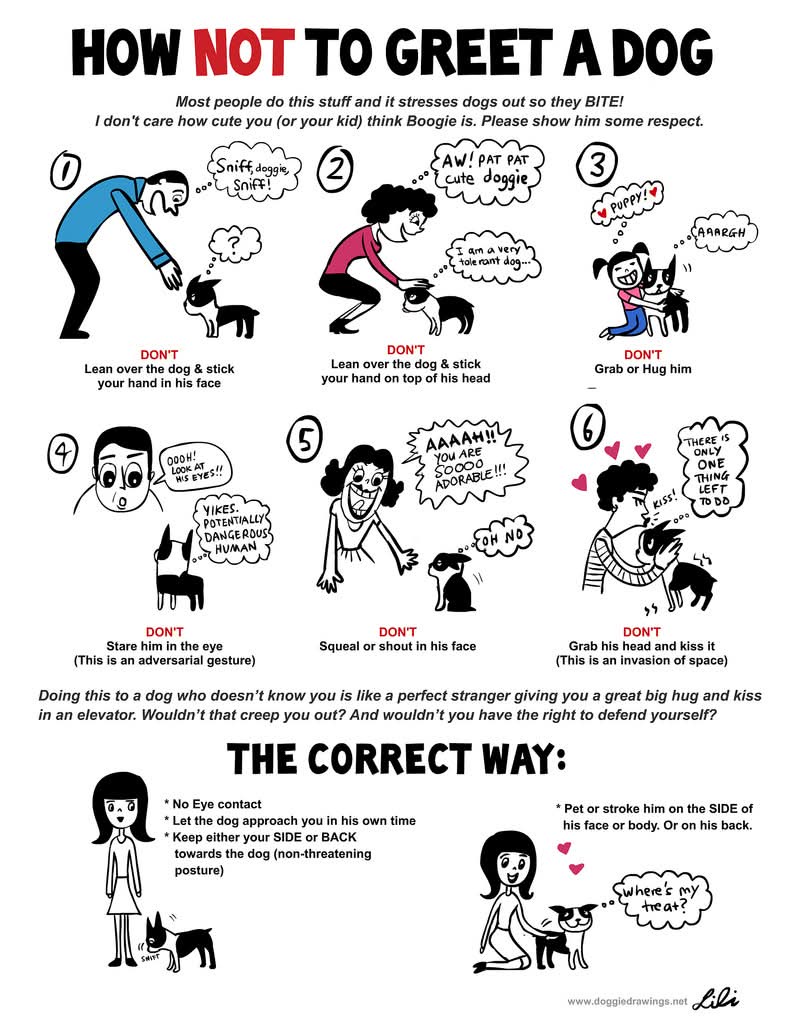 The Perfect Way to Say Hello to a Dog