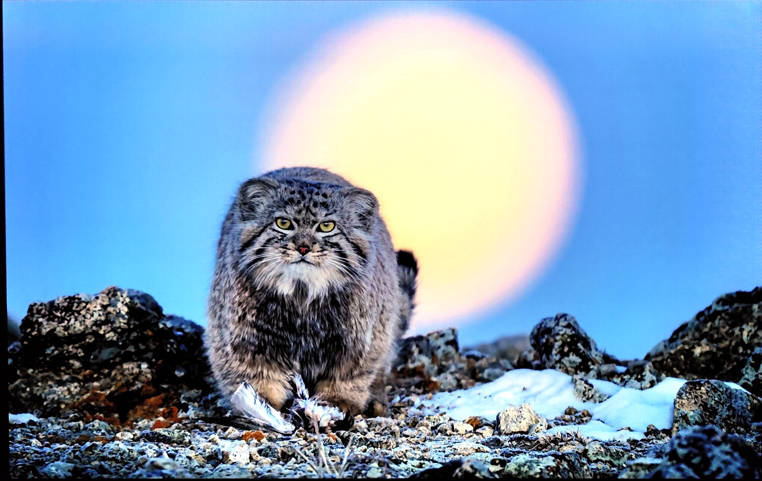 Help Us Caption This Adorably Grumpy Face