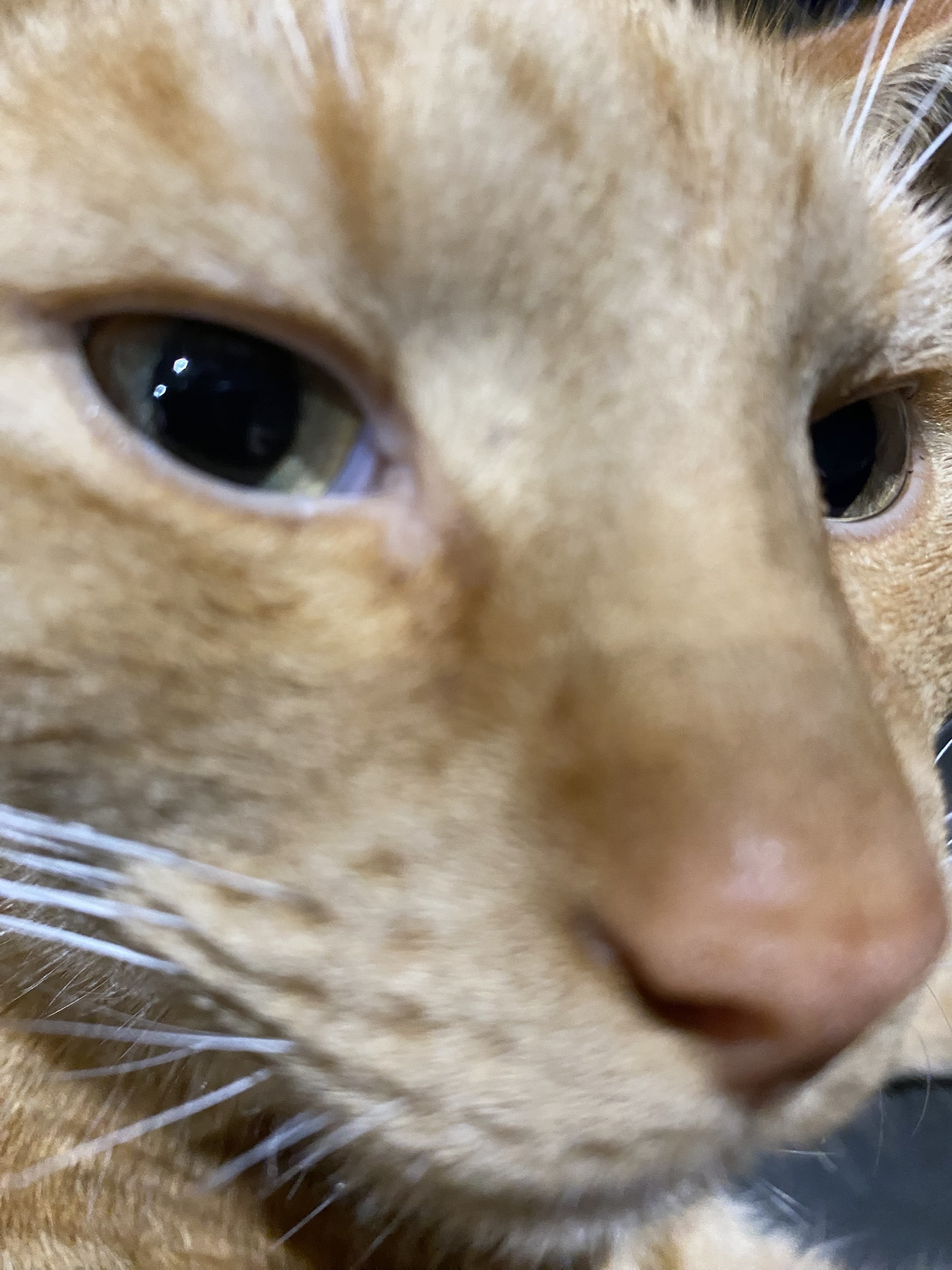 Biscuit’s daily snapshot: another adorable moment