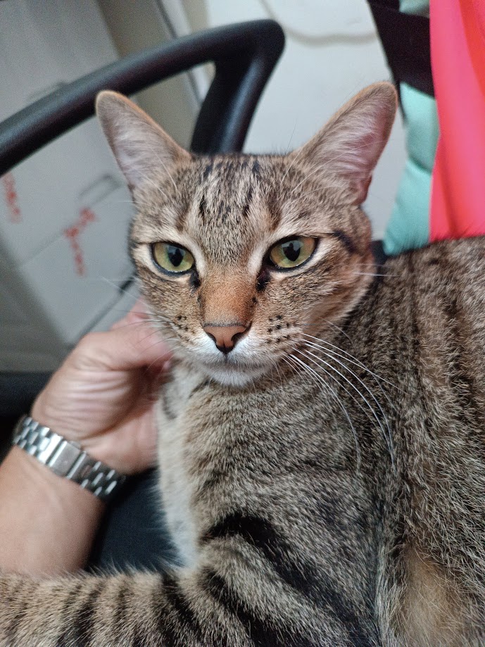Just a Cat: The Ultimate Feline Friend!
