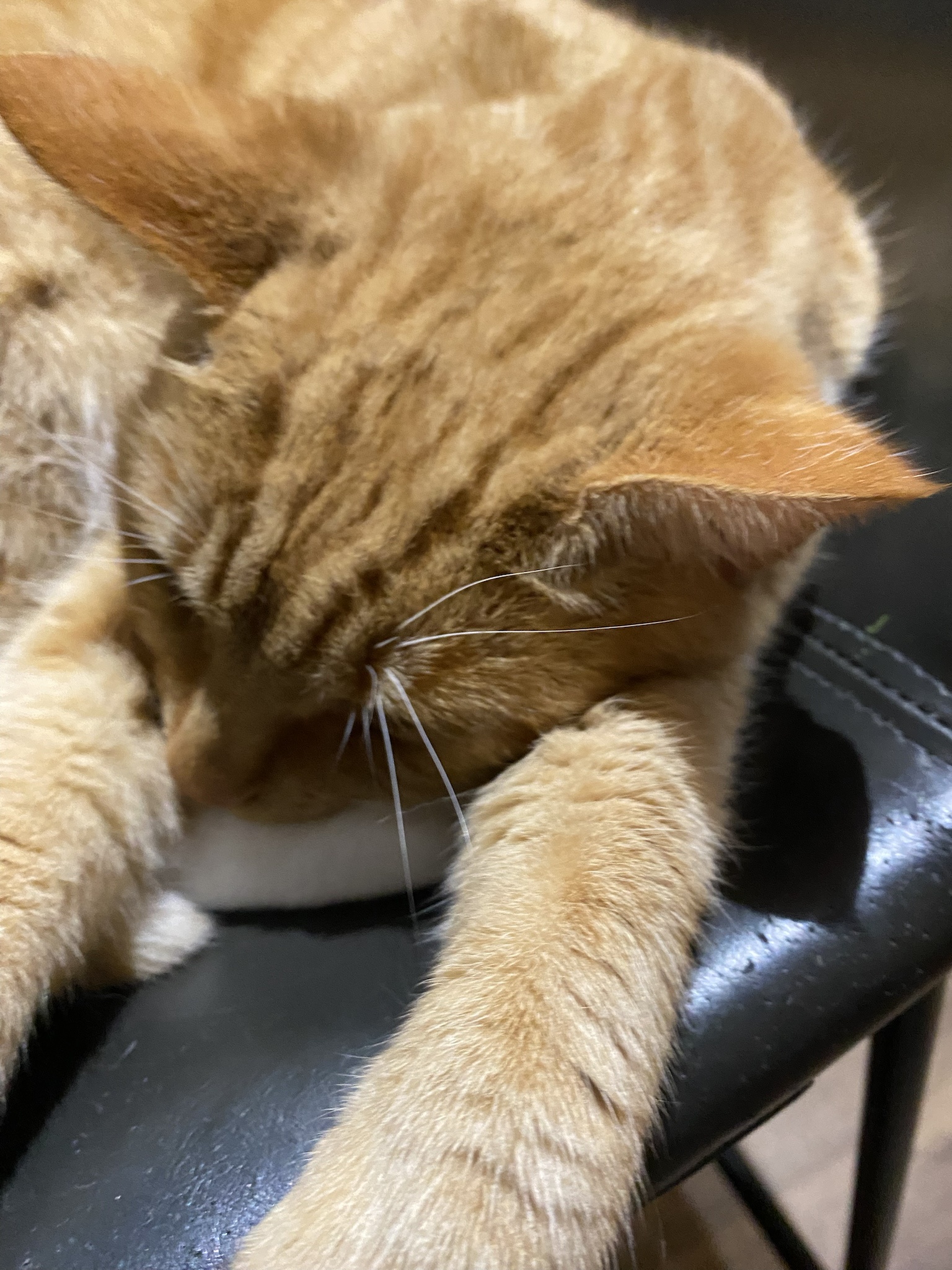 Here's Biscuit's daily dose of cuteness!
