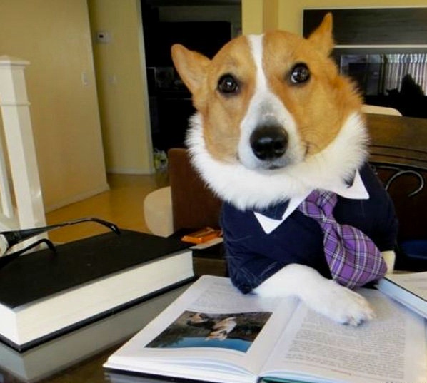 Welcome to the Law Offices of Pupper and Doggo!