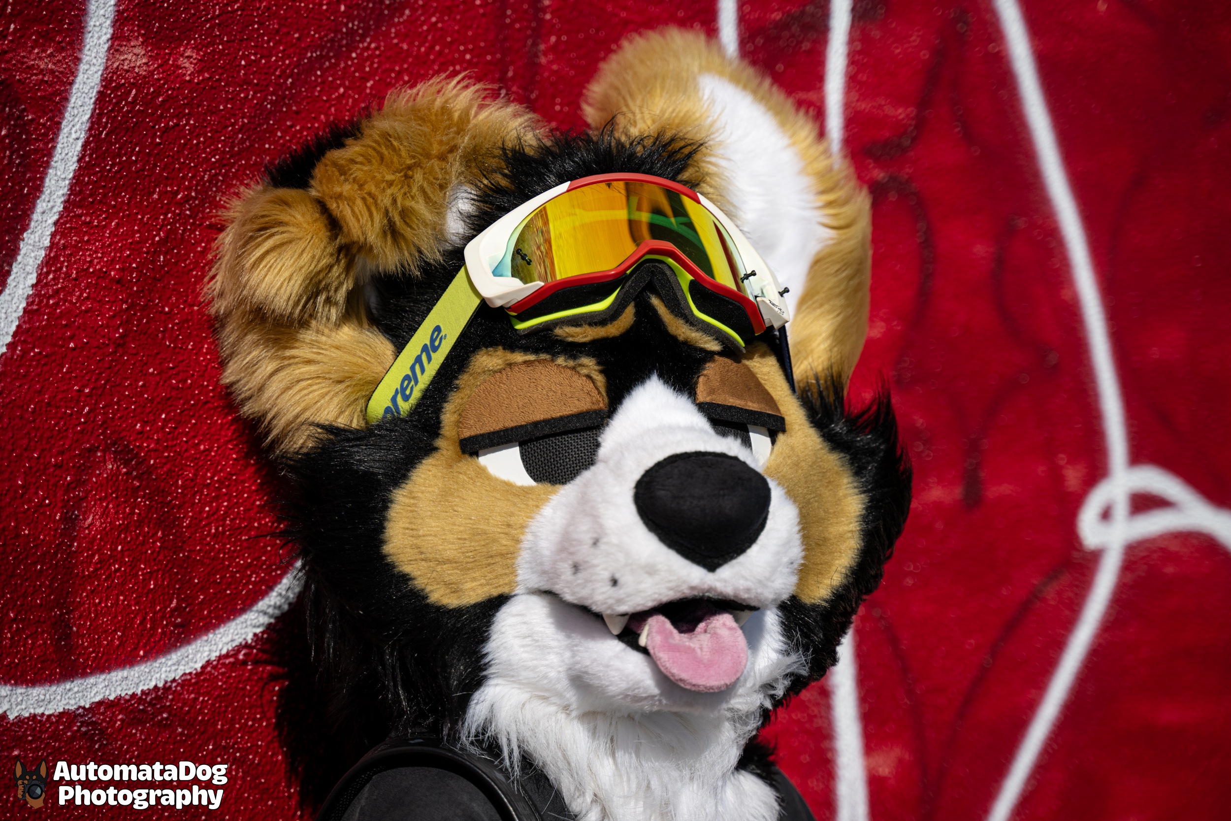 Celebrating Day 400 of daily furry photography!