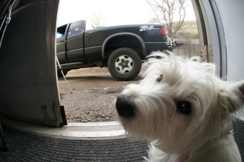 Just a Boy, His Dog, and the Open Road Ahead