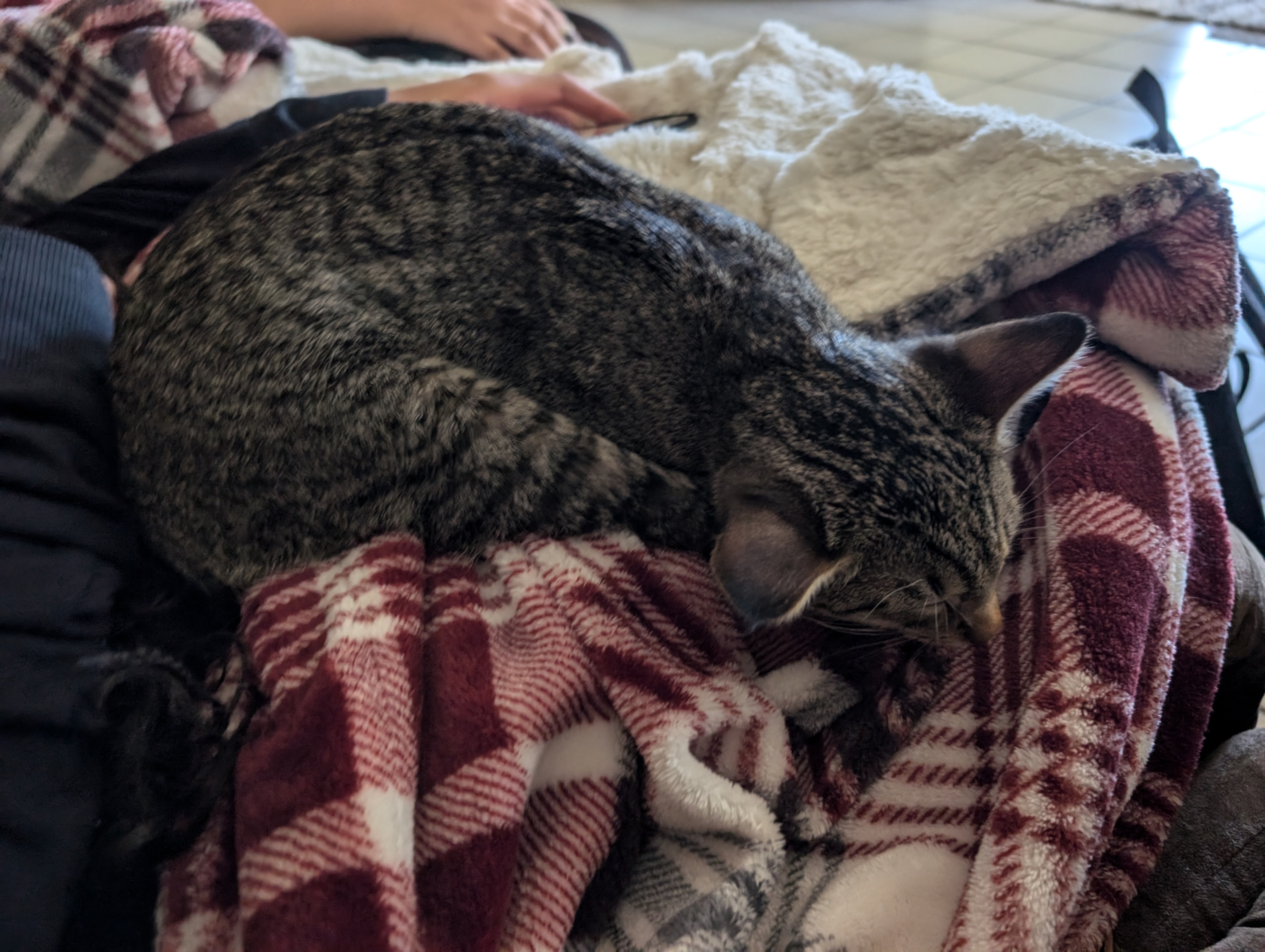 Adorable Orphaned Kitten Enjoying Life in the Bay Area