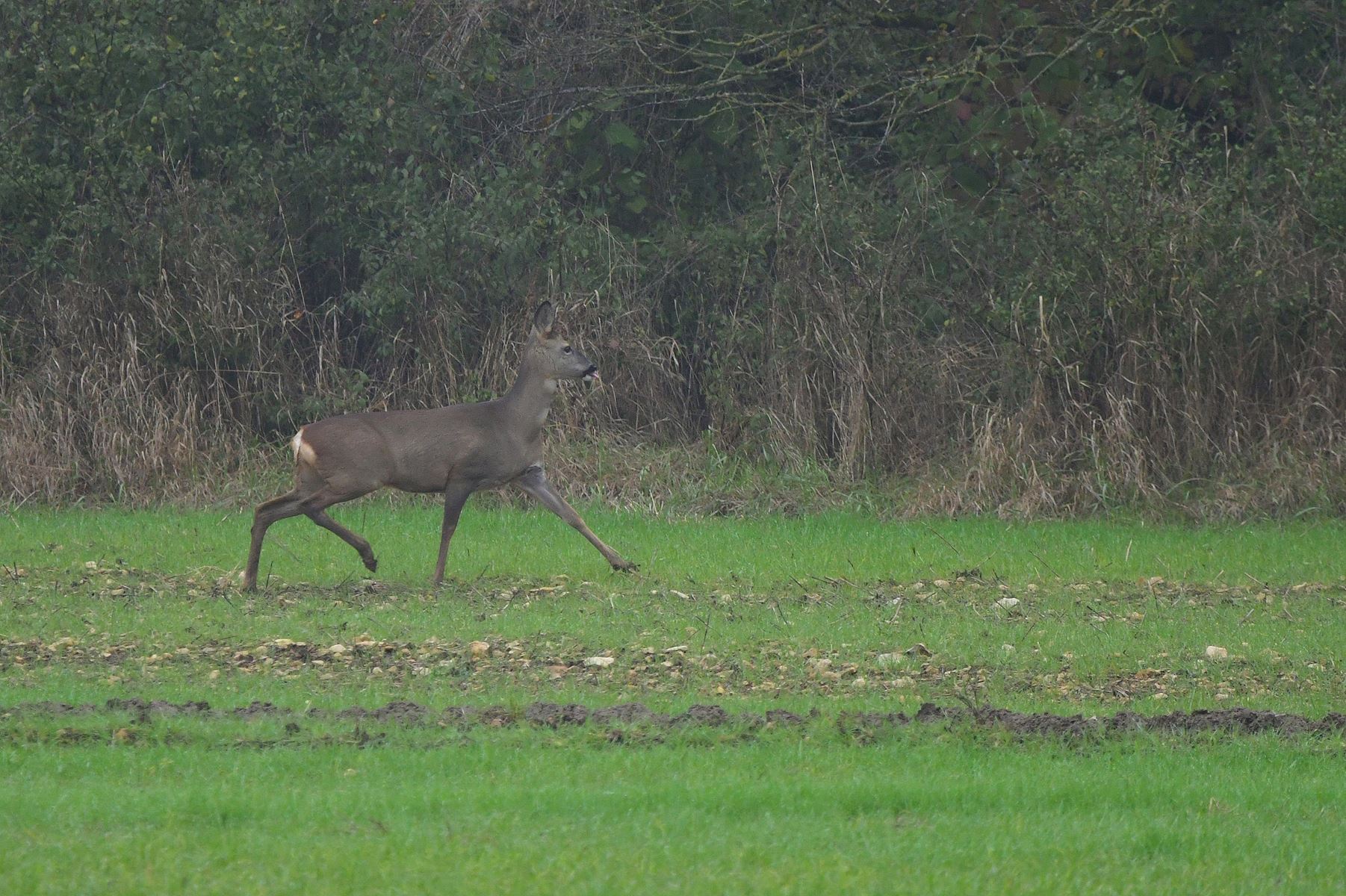 No Car Needed to Spot a Deer in Vienne, France - November 24th Adventure