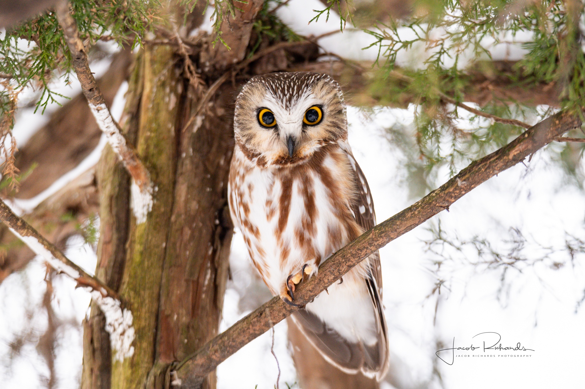 Meet the Winter Northern Saw-Whet Owl!