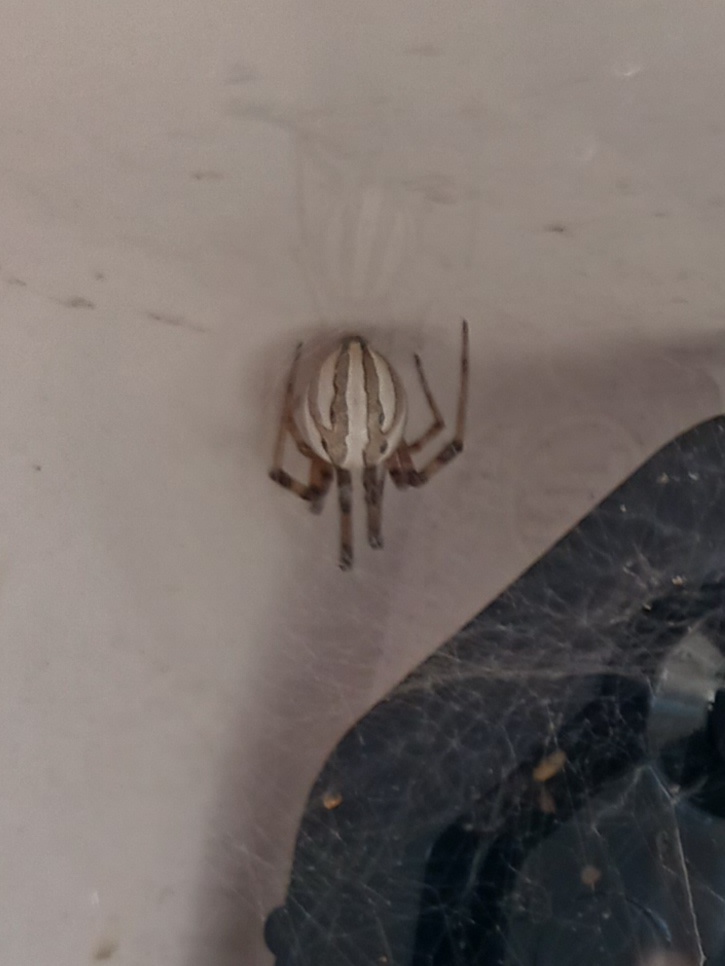 Can Anyone Identify This Mysterious Spider?
