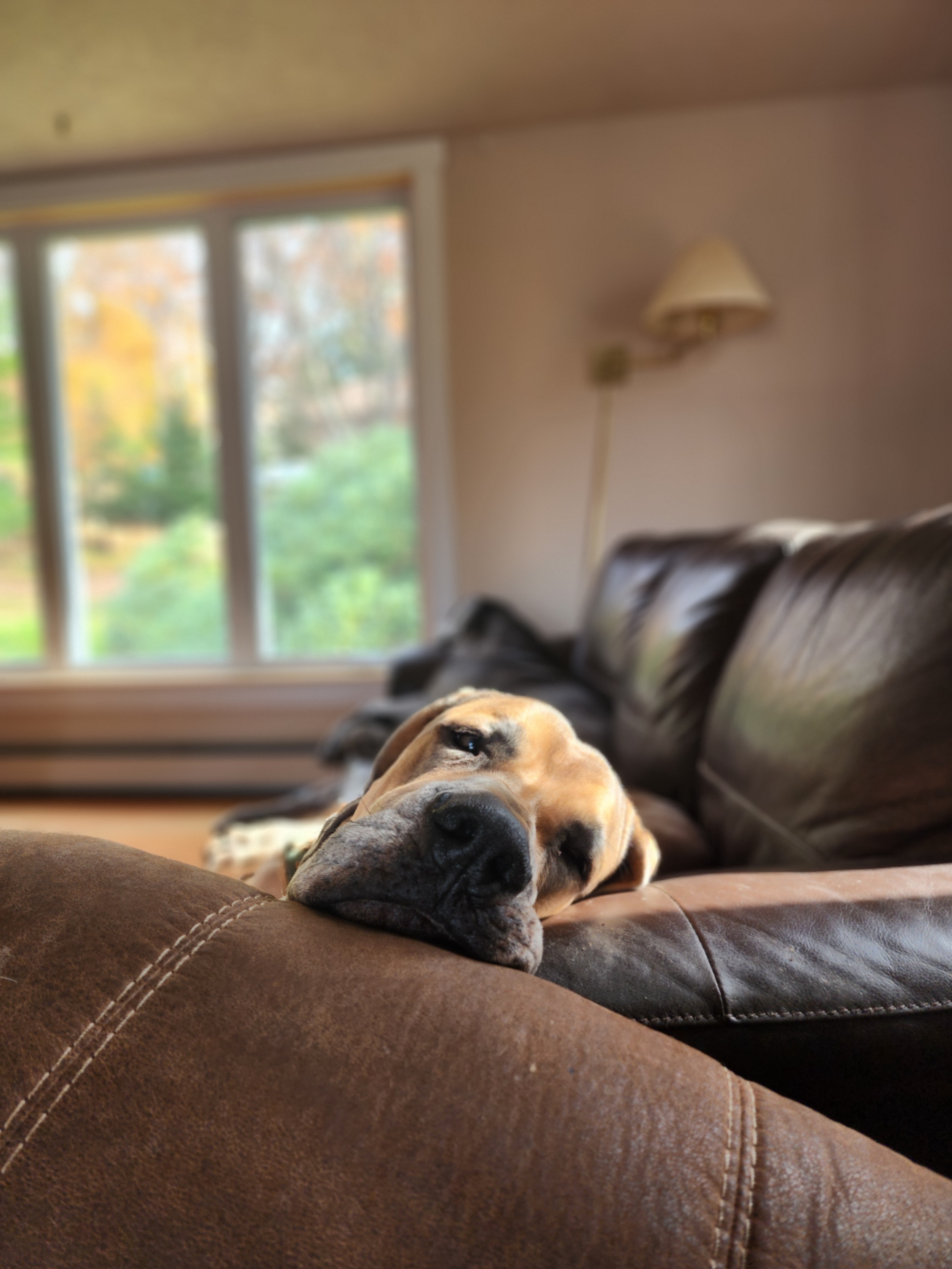 Is This Couch Spacious Enough for Everyone?