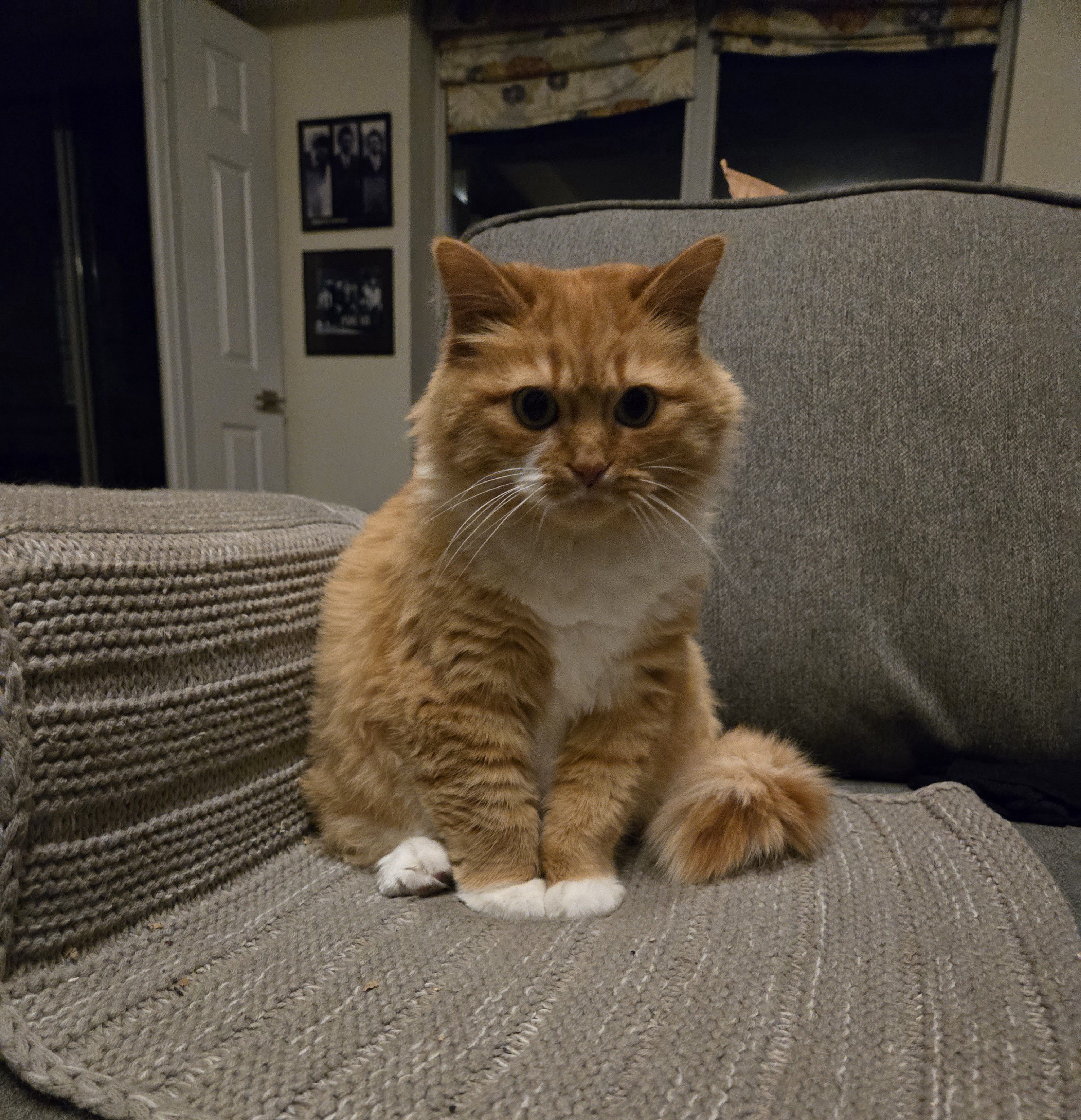 Enjoy This Adorable Kitty: A Cute Break for Your Day