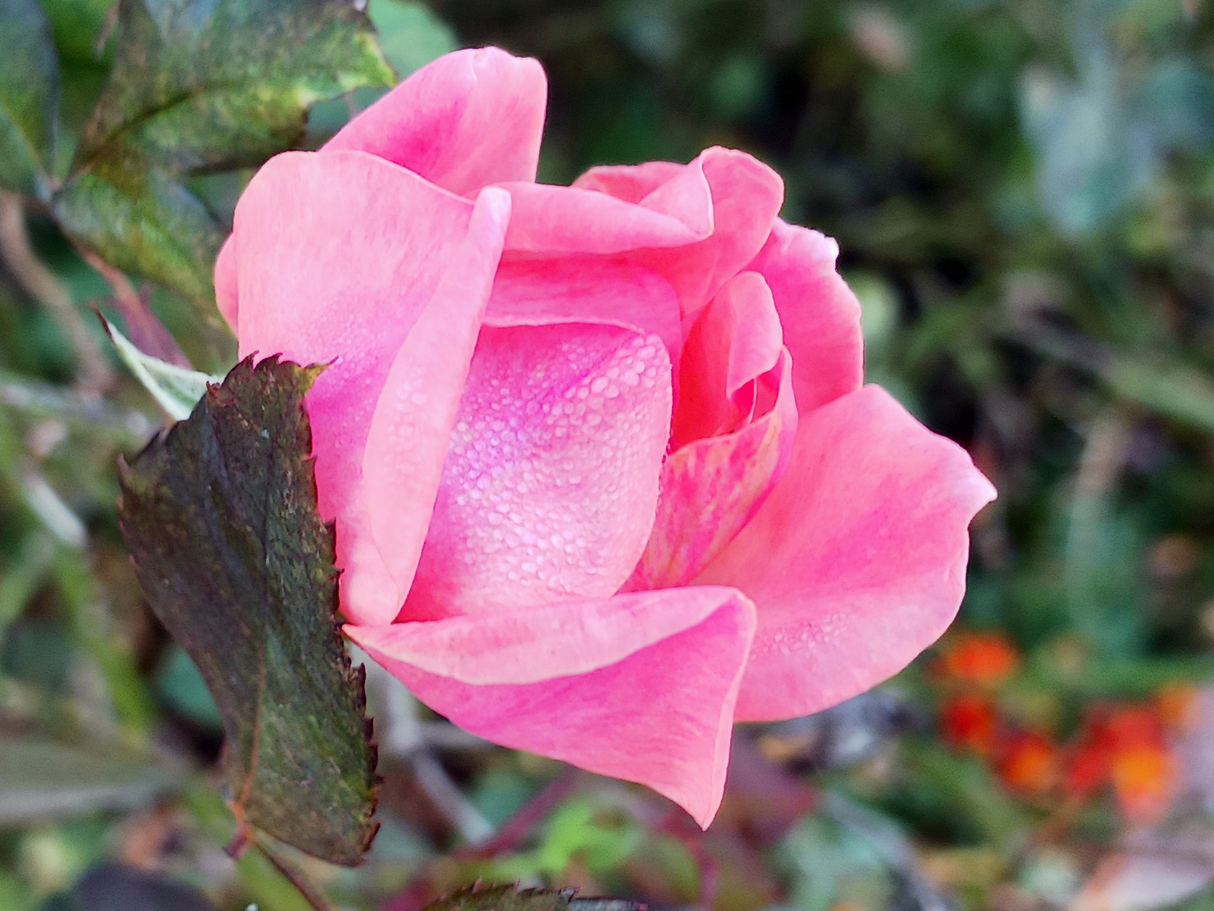 A beautiful pink rose in bloom.
