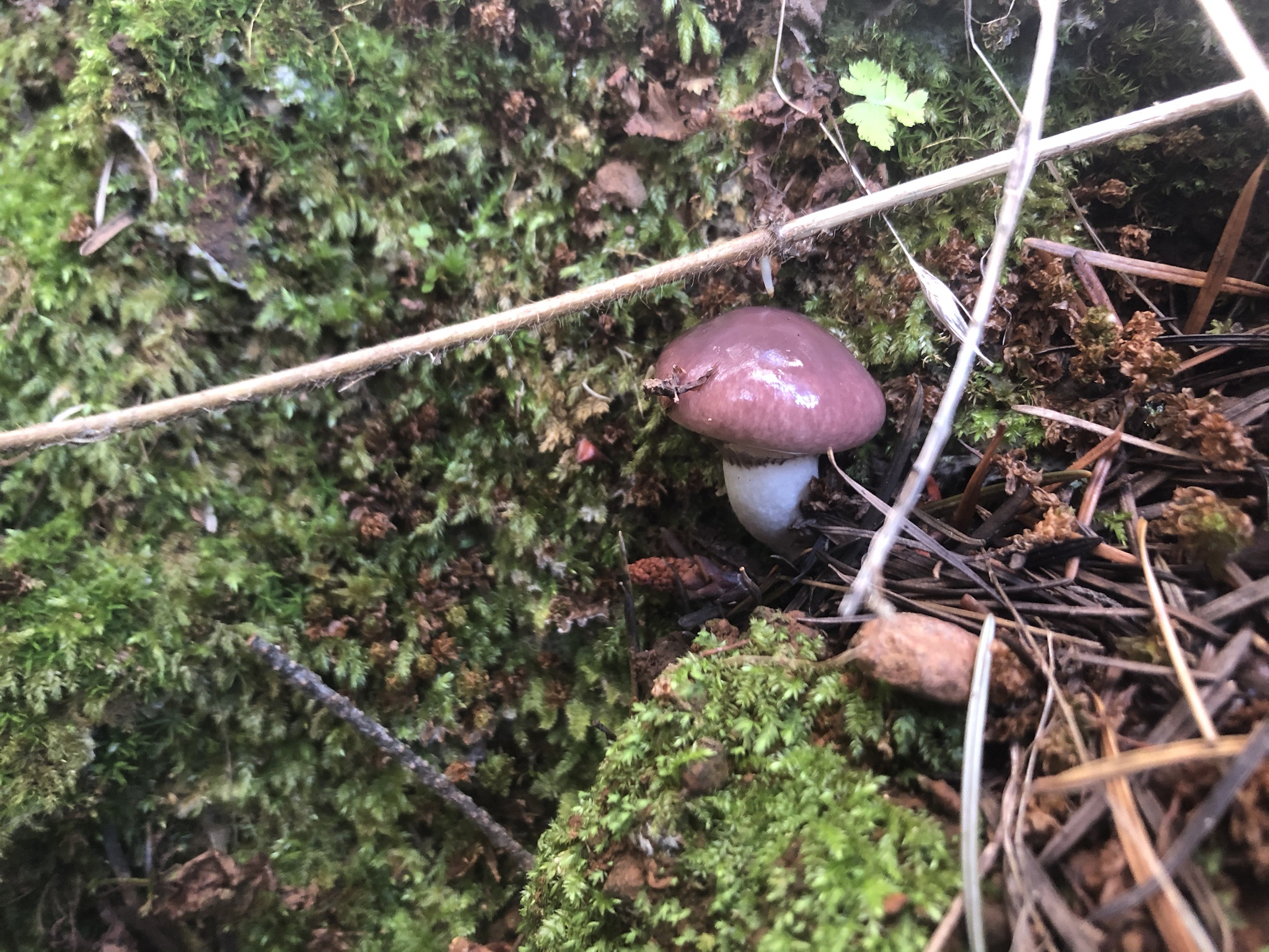 Today I Came Across This Fascinating Mushroom