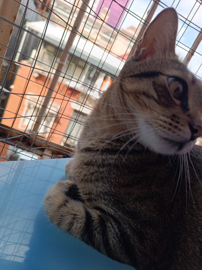 Yet Another Adorable Cat to Melt Your Heart