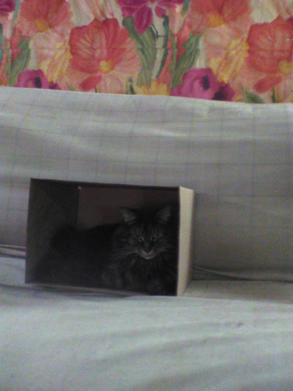 DaisyMae enjoying her cozy new CatCave