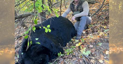 A Shocking Tale: The 770-Pound Black Bear Taken by a Hunter in N.J.