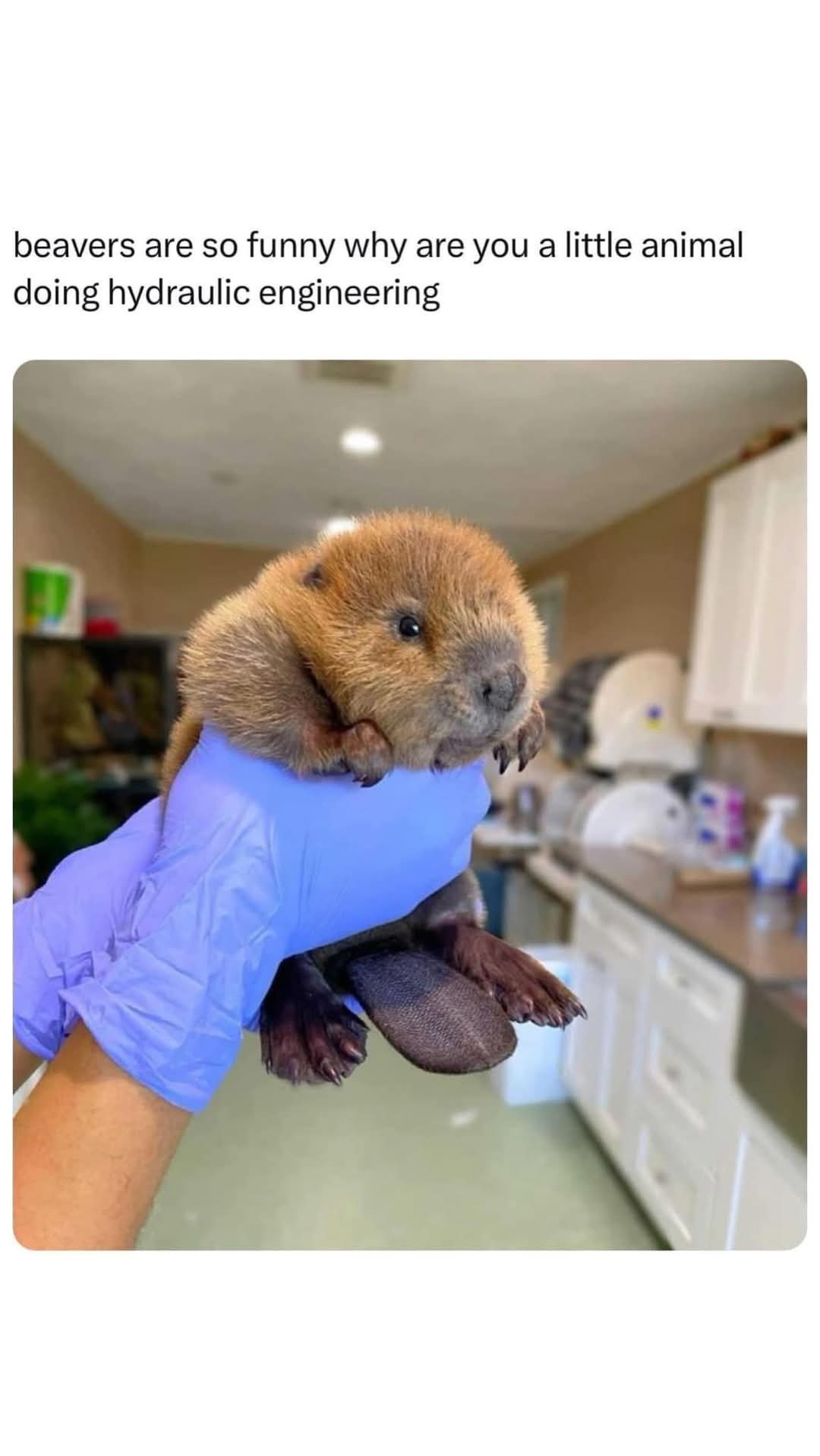 Do beavers and snow make the perfect winter duo?