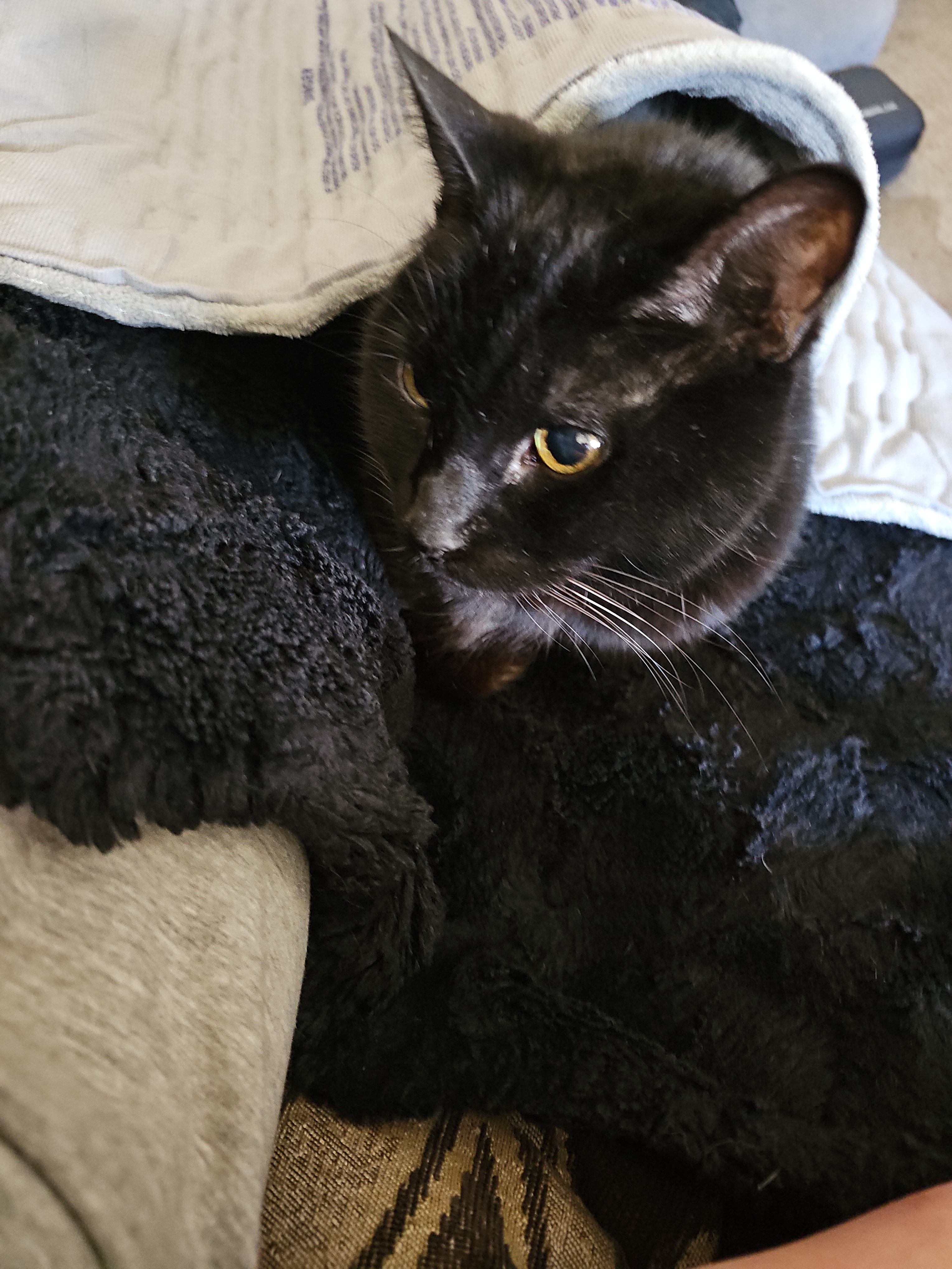 Meet Raijin: The Adorable Baby of Thunder