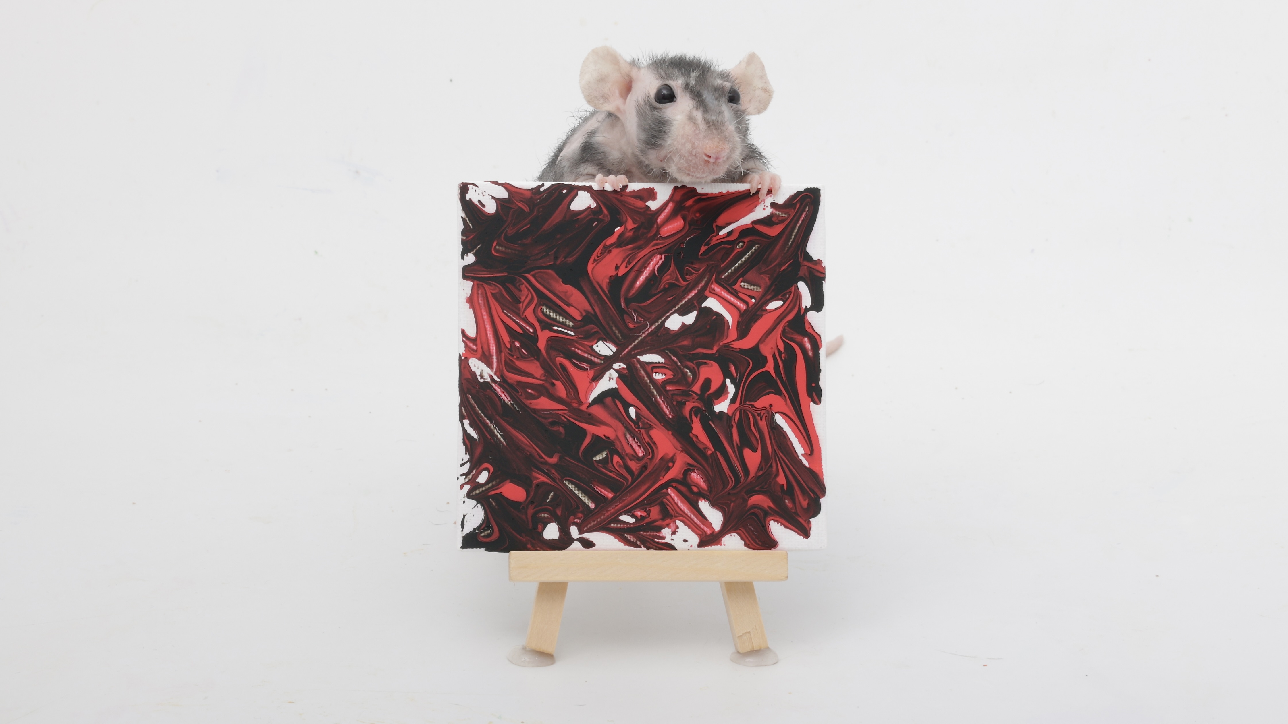 Check out this week's adorable mini paw paintings created by my talented pet rats!