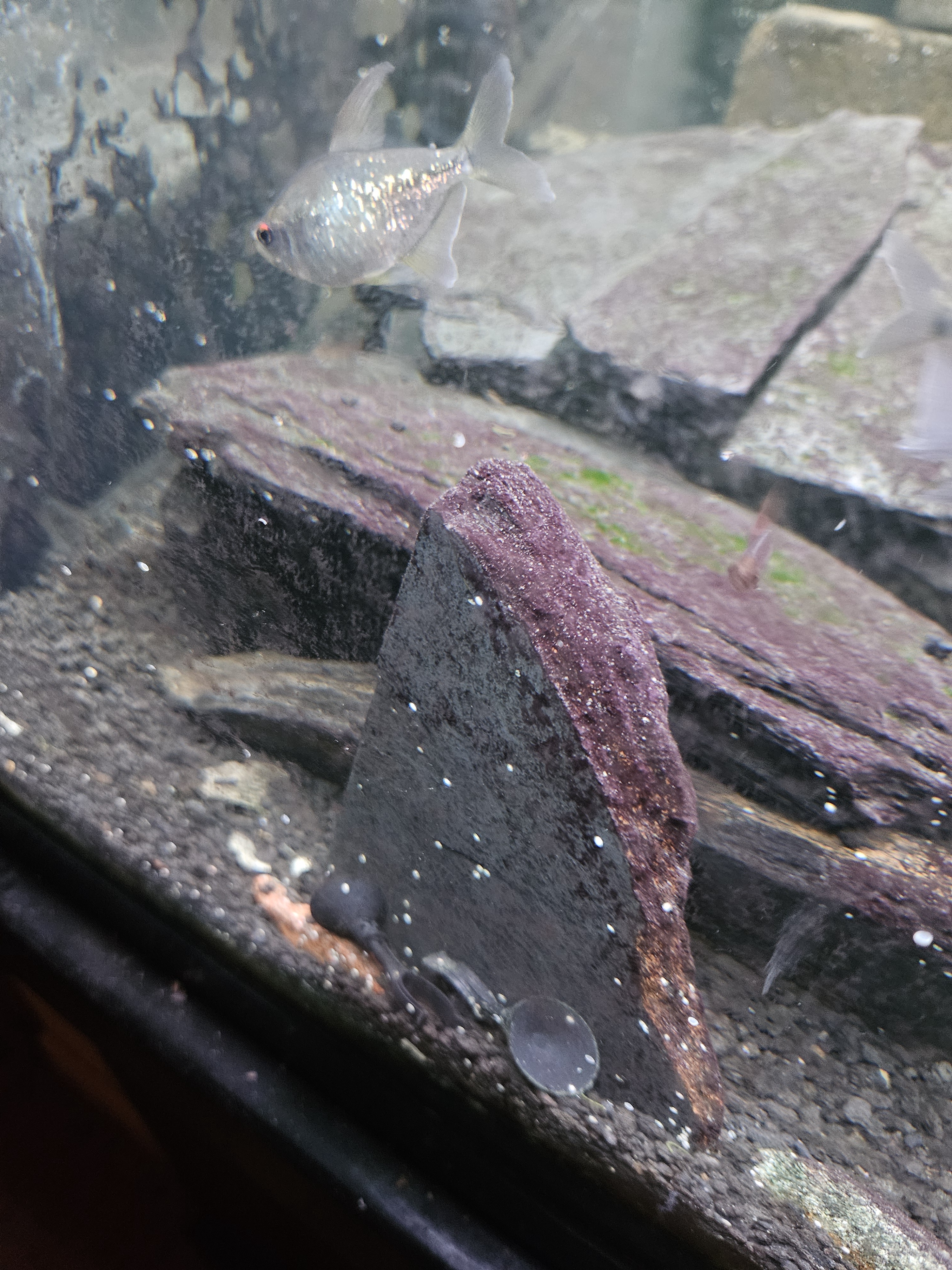 Does anyone know what these mysterious white dots are in my aquarium?