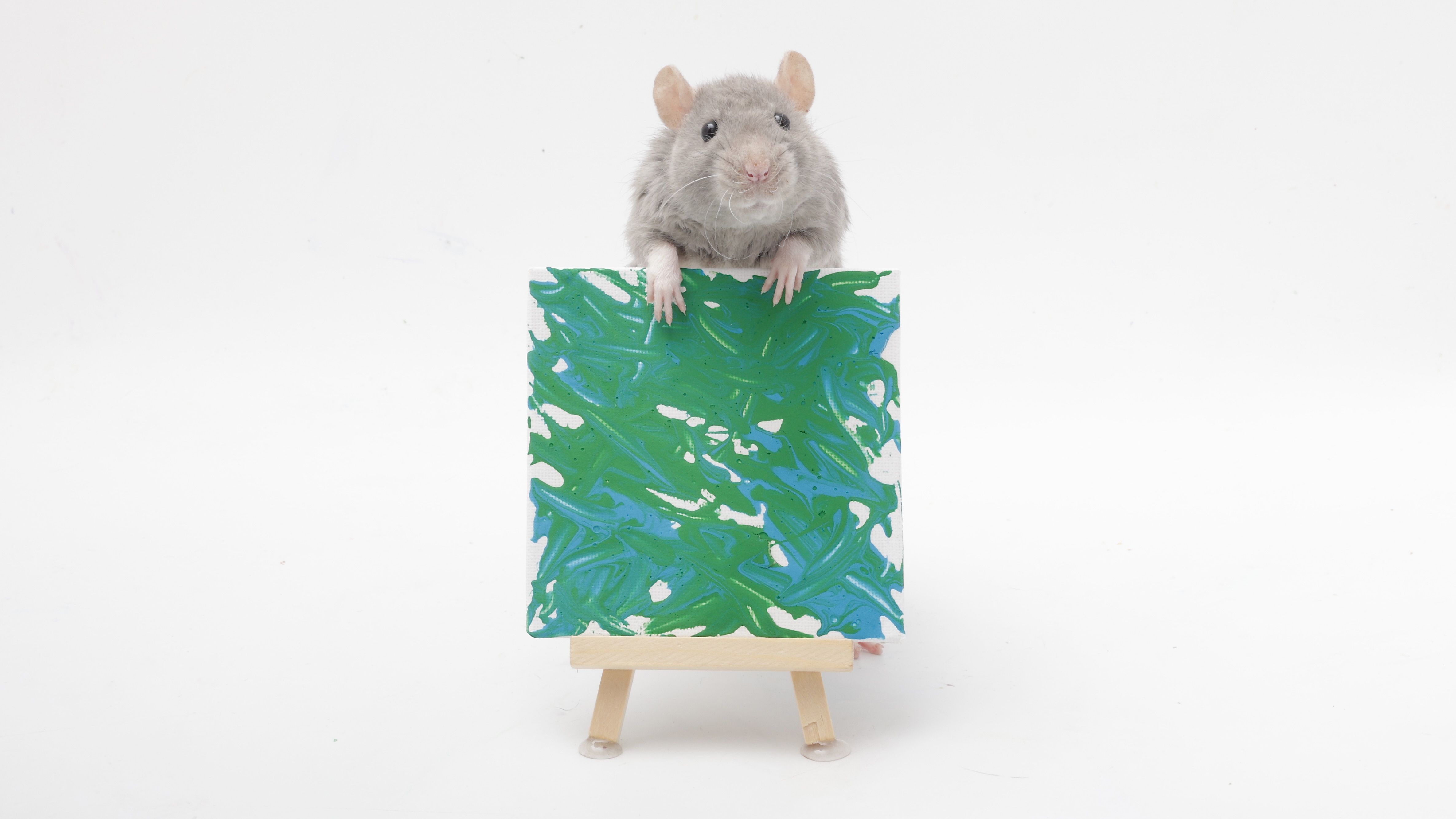 This week's adorable mini paw paintings by my sweet pet rats!