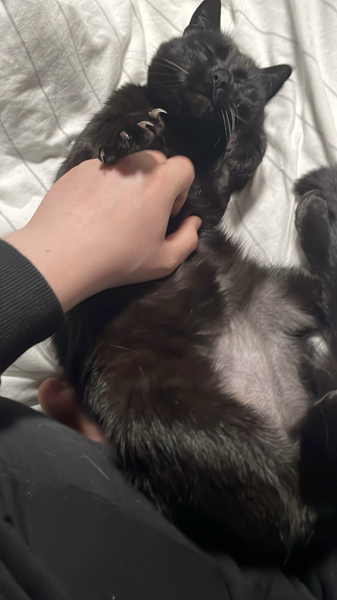 Sleepy Cat Enjoys a Cozy Petting Session
