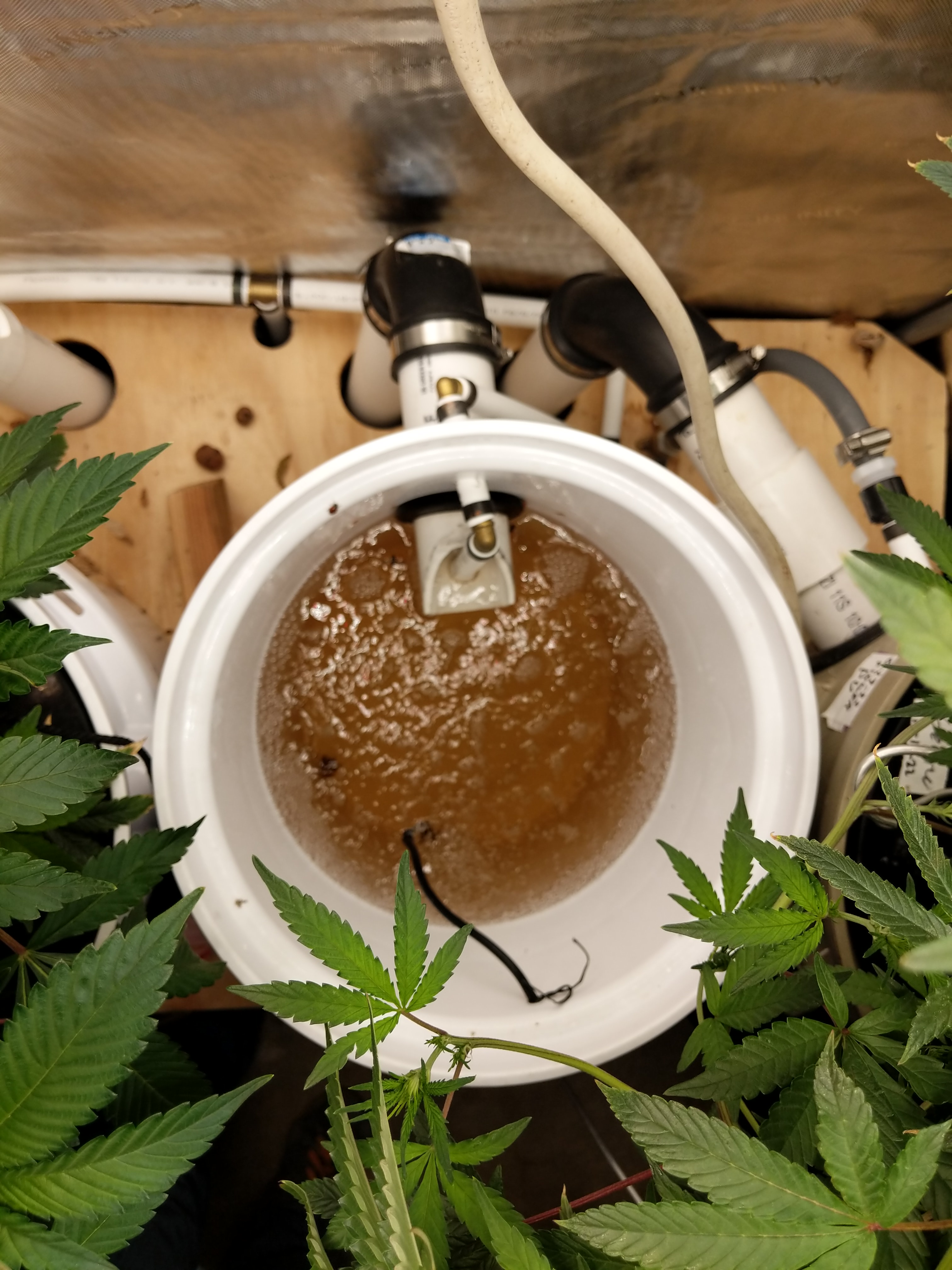 Exploring My RDWC Setup for Hydroponics