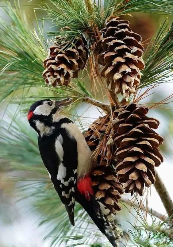 Meet the Pinecone Bird!