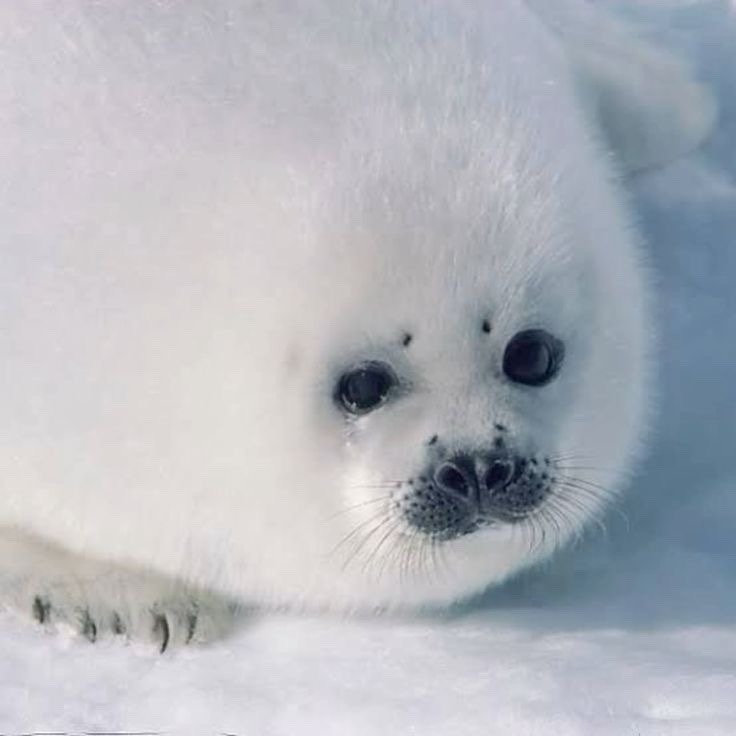 Adorable fluffball alert!