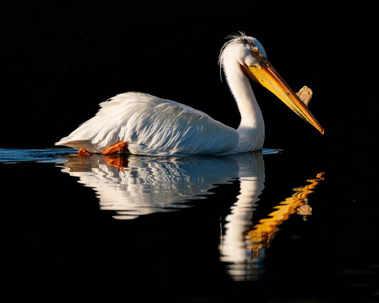 A Pelican's Day Out: Nature's Graceful Bird