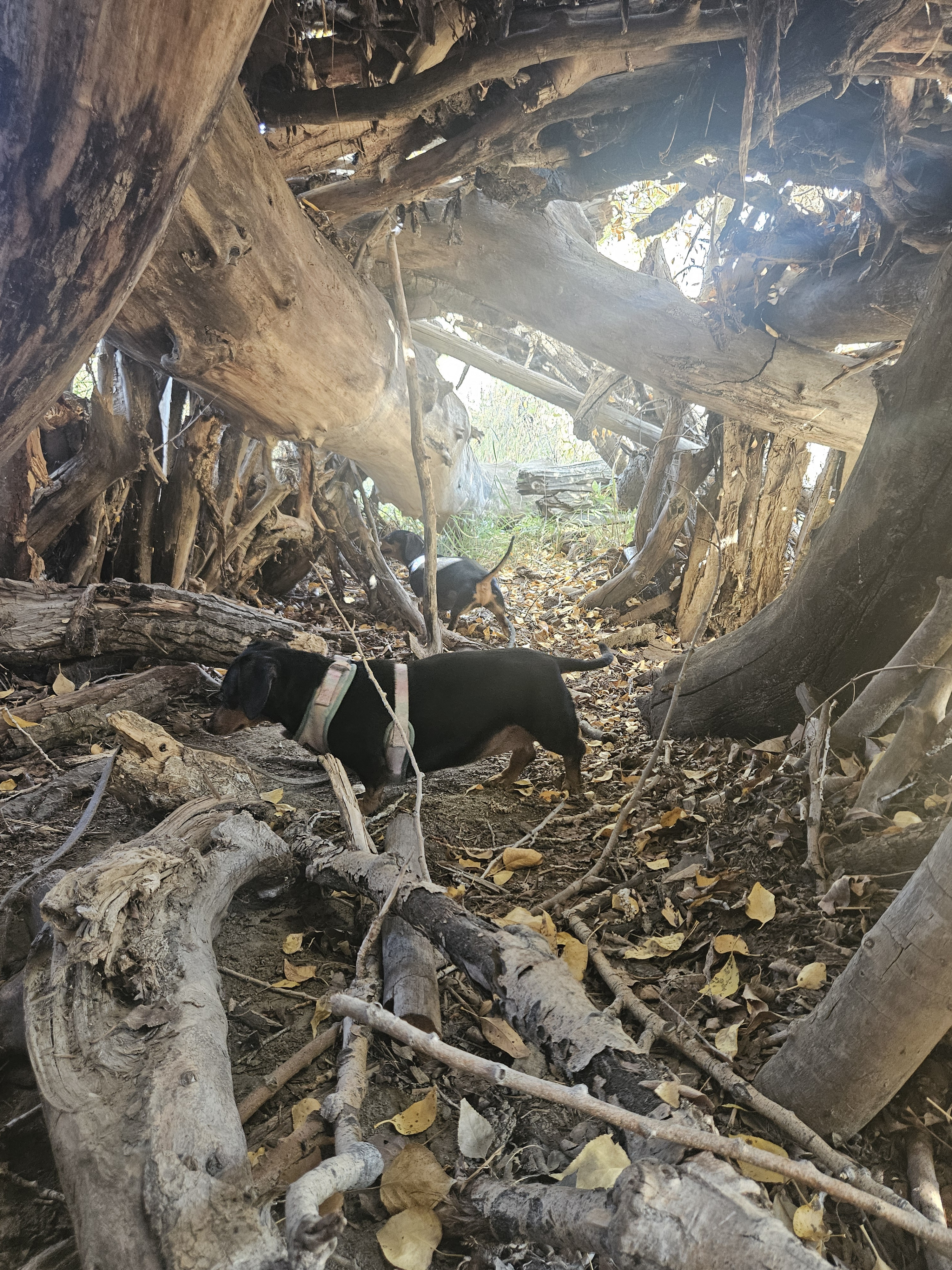 The Ultimate Tree Fort: Where Imagination Meets Adventure