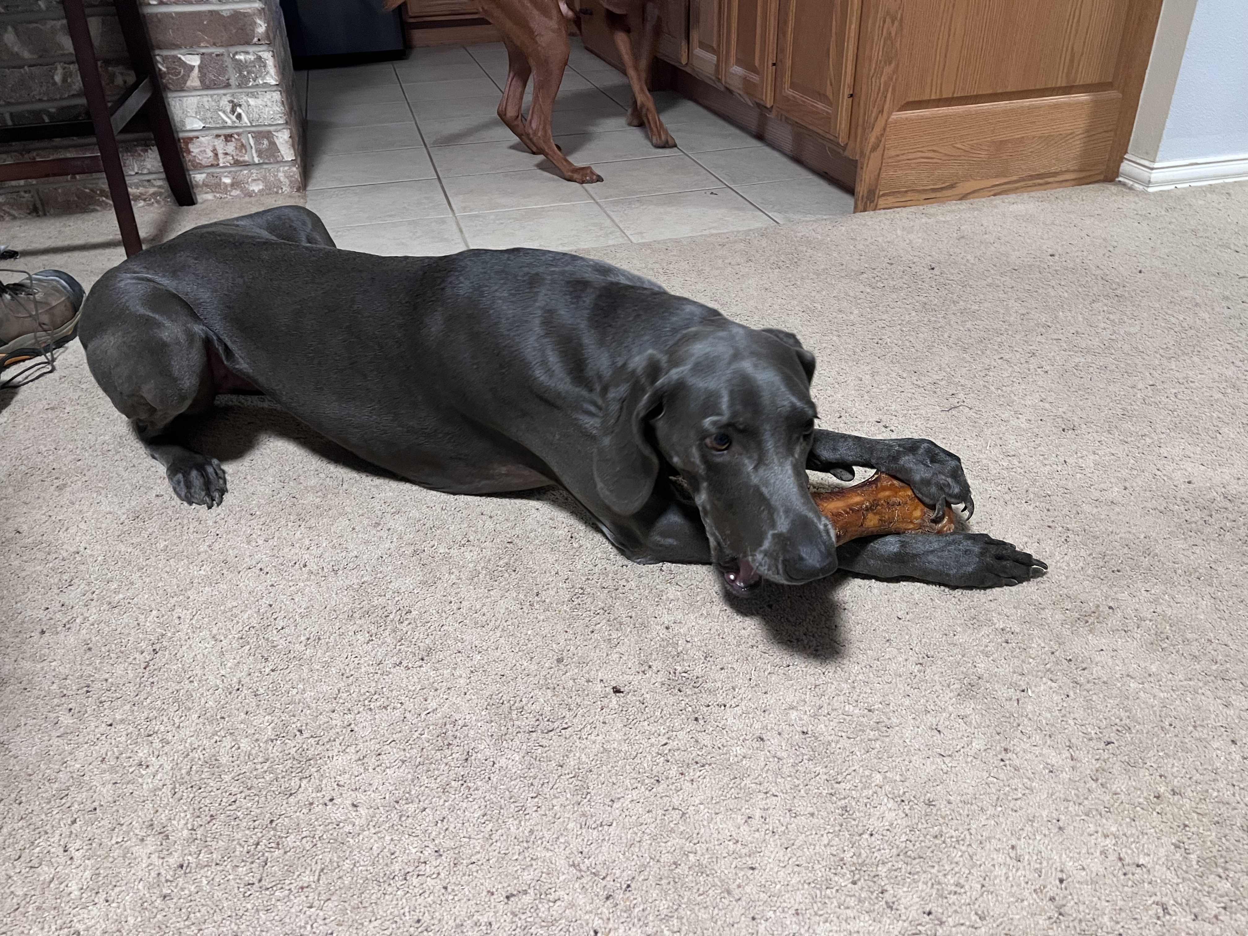 Celebrating Khaleesi's Birthday with a Special Gift from the Pet Store