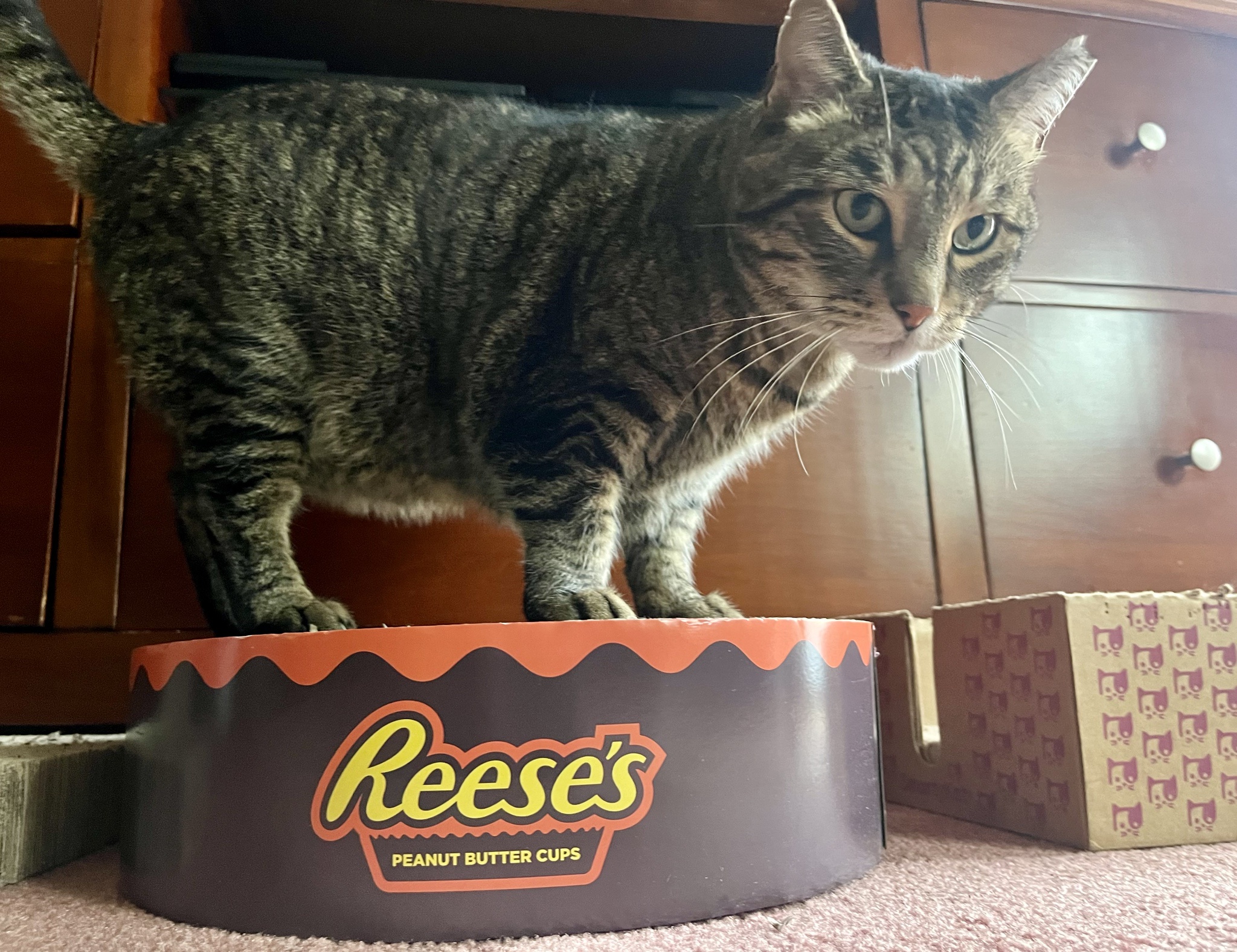 Indulging in Reese's Deliciousness