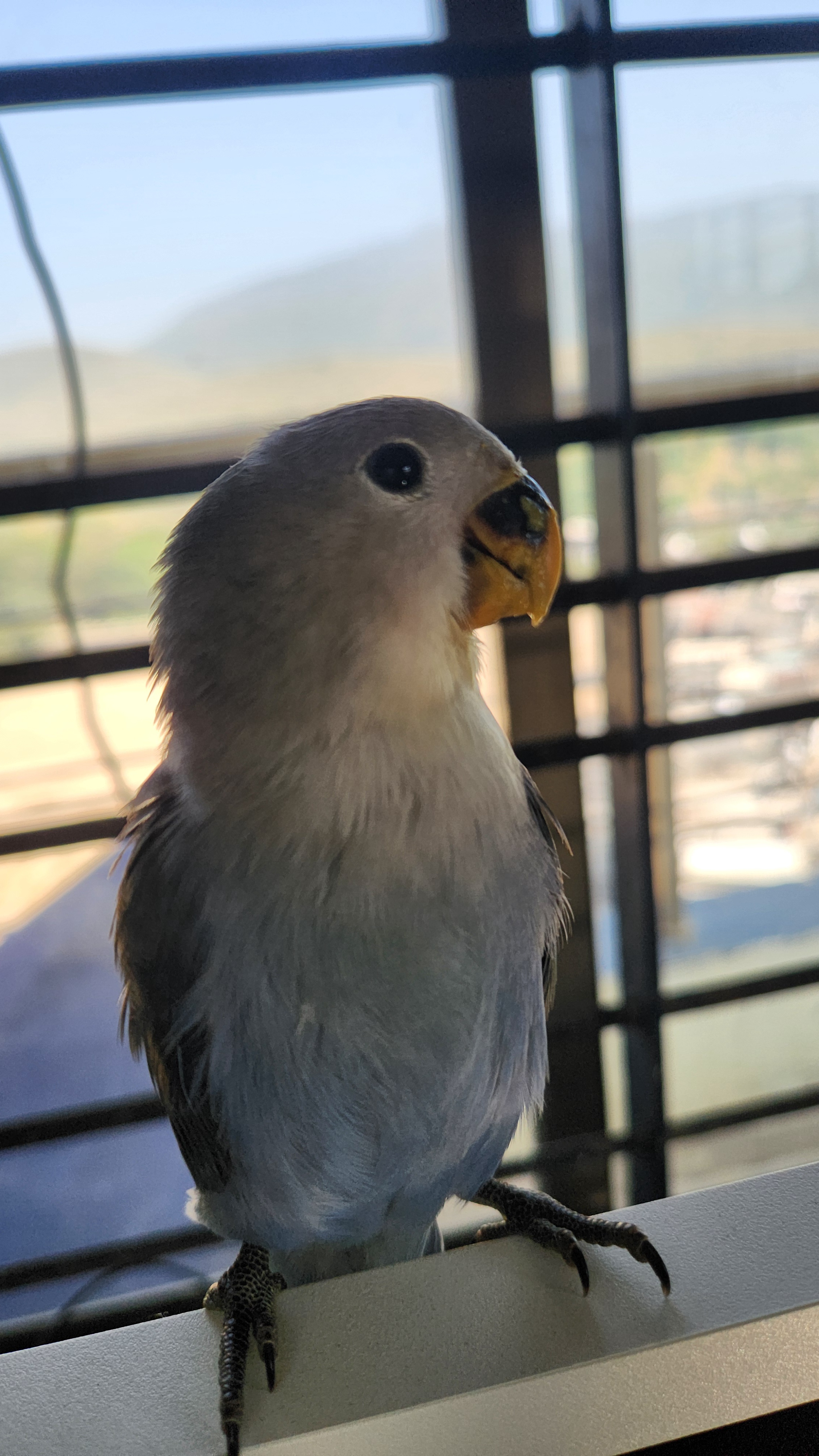 The Art of Handfeeding: A Heartwarming Experience