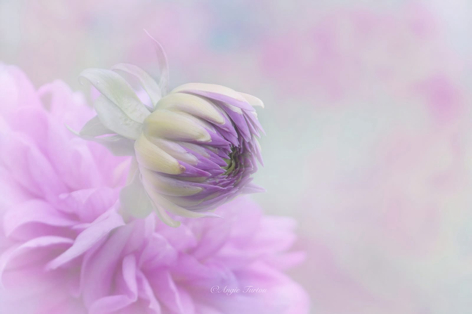 The Elegance of Peonies: Nature's Floral Masterpiece