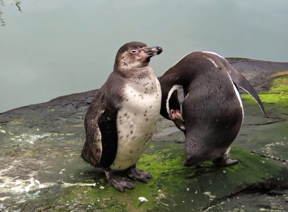 Adorable penguins in action!