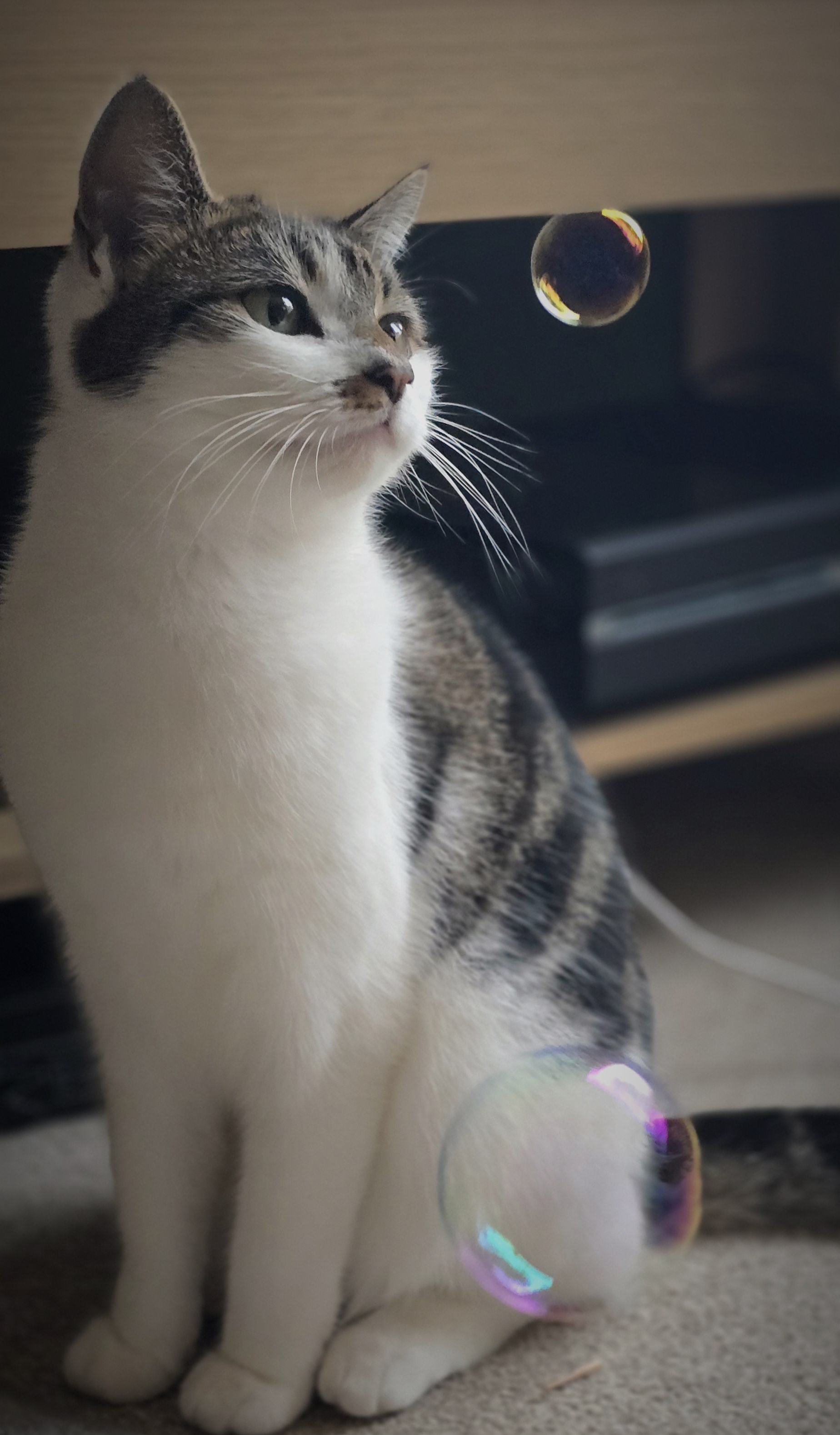 It's all about the bubbles!