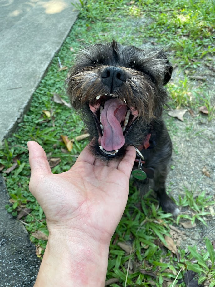 The Loyal Dog: Man's Best Friend in Action