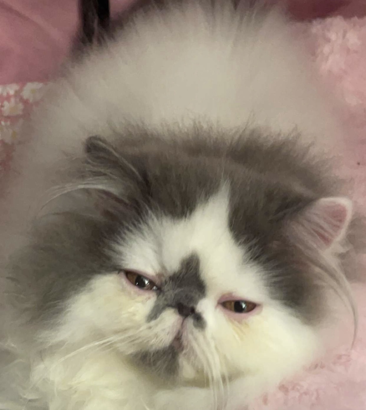 Adorable Kitteh Cuteness Overload