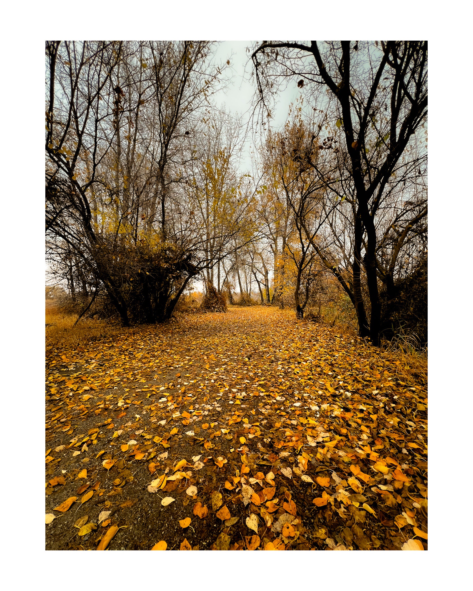 Enjoying a Peaceful Stroll Through the Woods