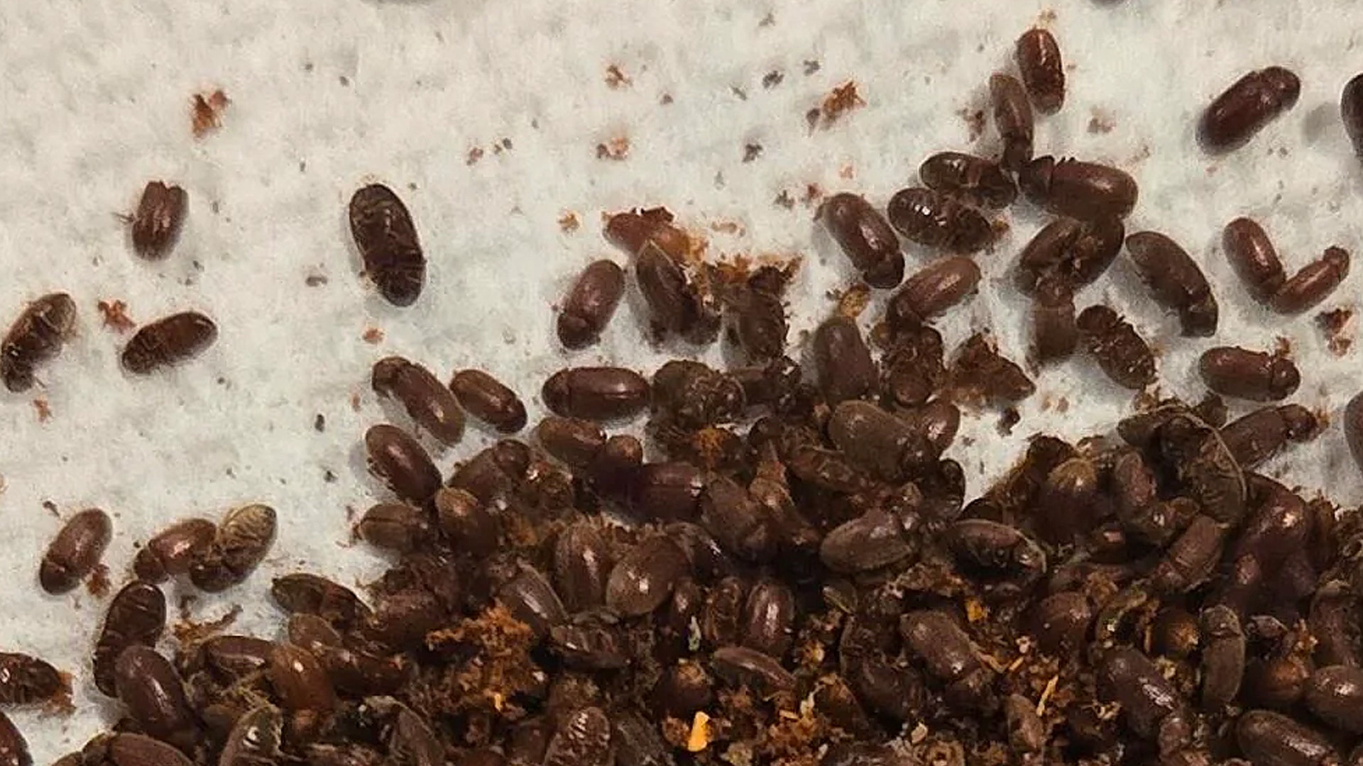 Tiny Beatles Taking Over My Paper Towel!