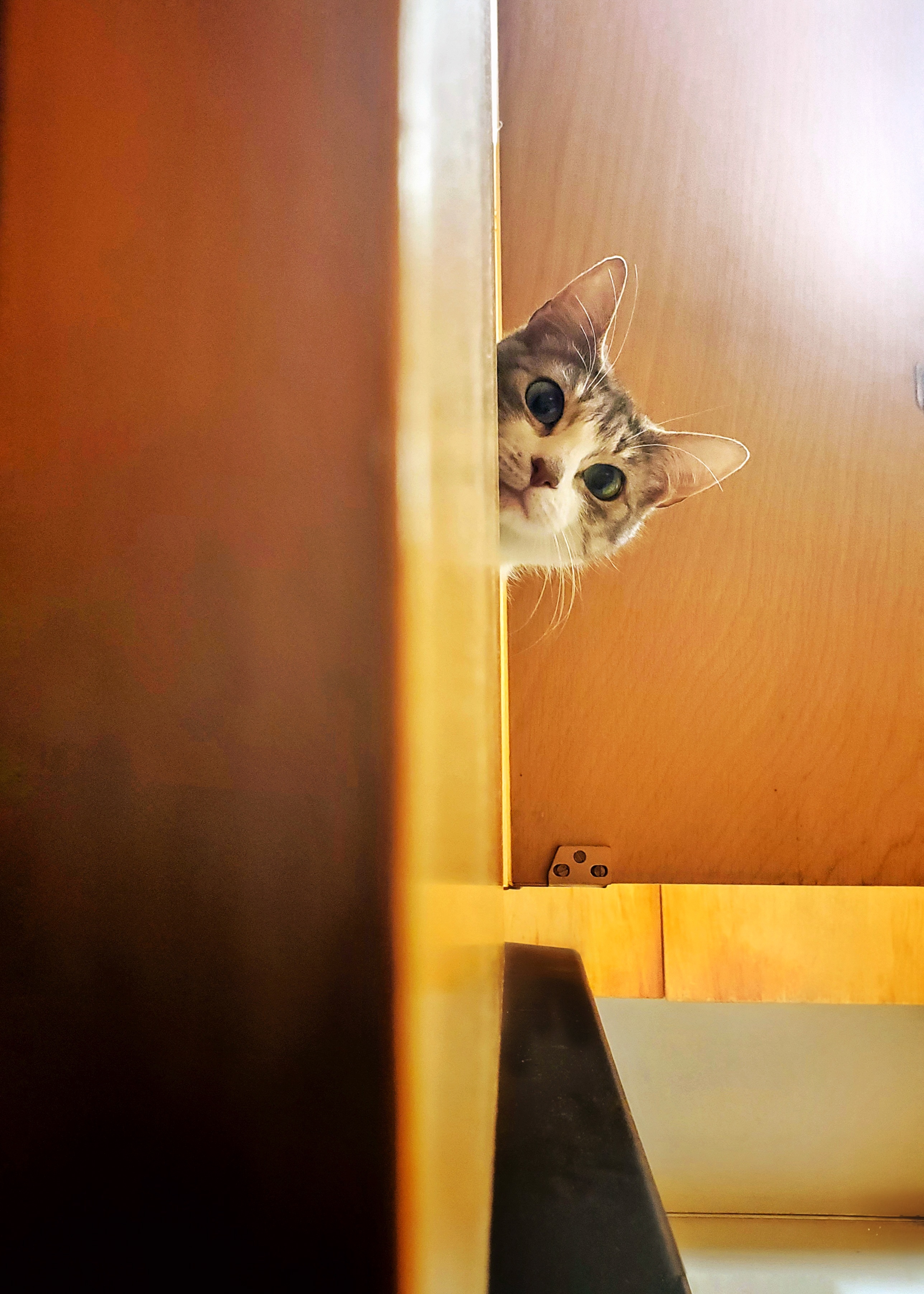 Two Cats, a Mess, and a Dog: The Wi-Fi Crisis Explained
