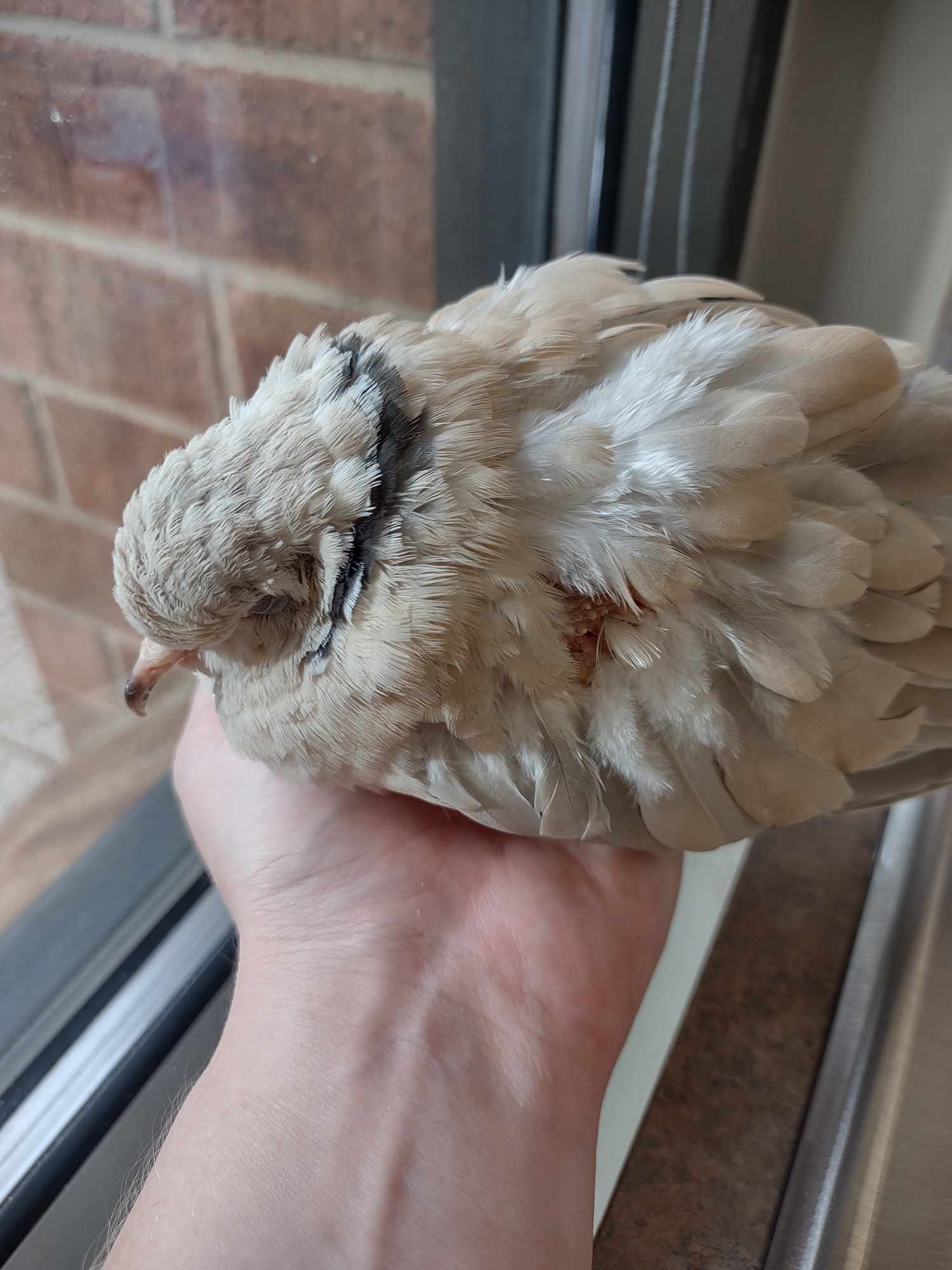Another Furry Friend Crosses the Rainbow Bridge
