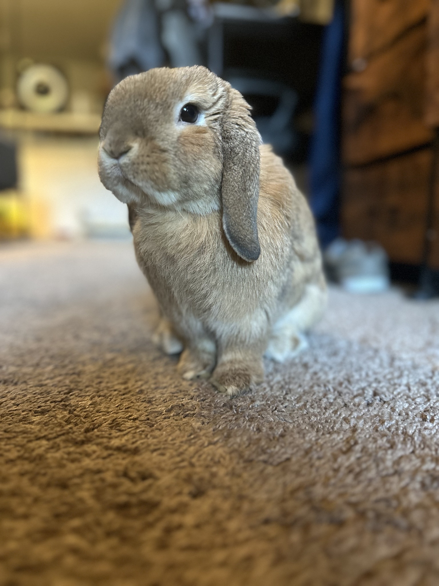 Perfectly Tanned Buns