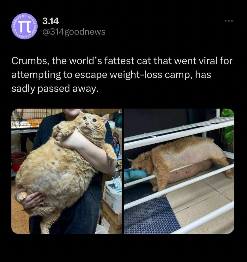 In Loving Memory of Crumbs