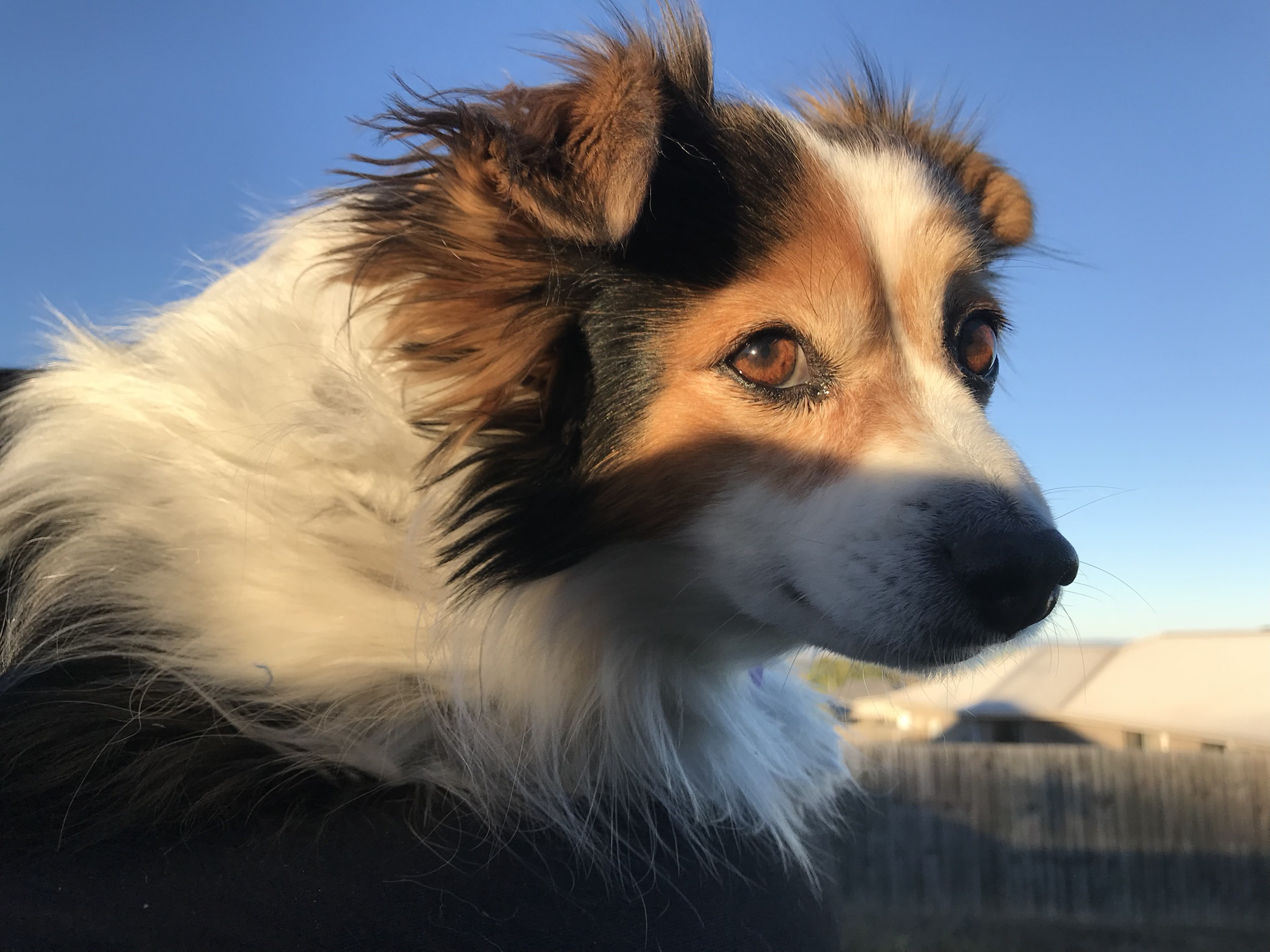 Daily snapshots of my beloved dog Panko.