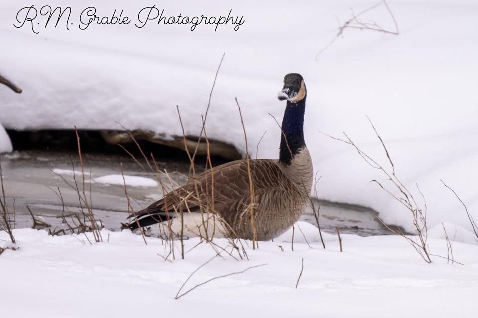 The Quirky Goose That Stole the Show